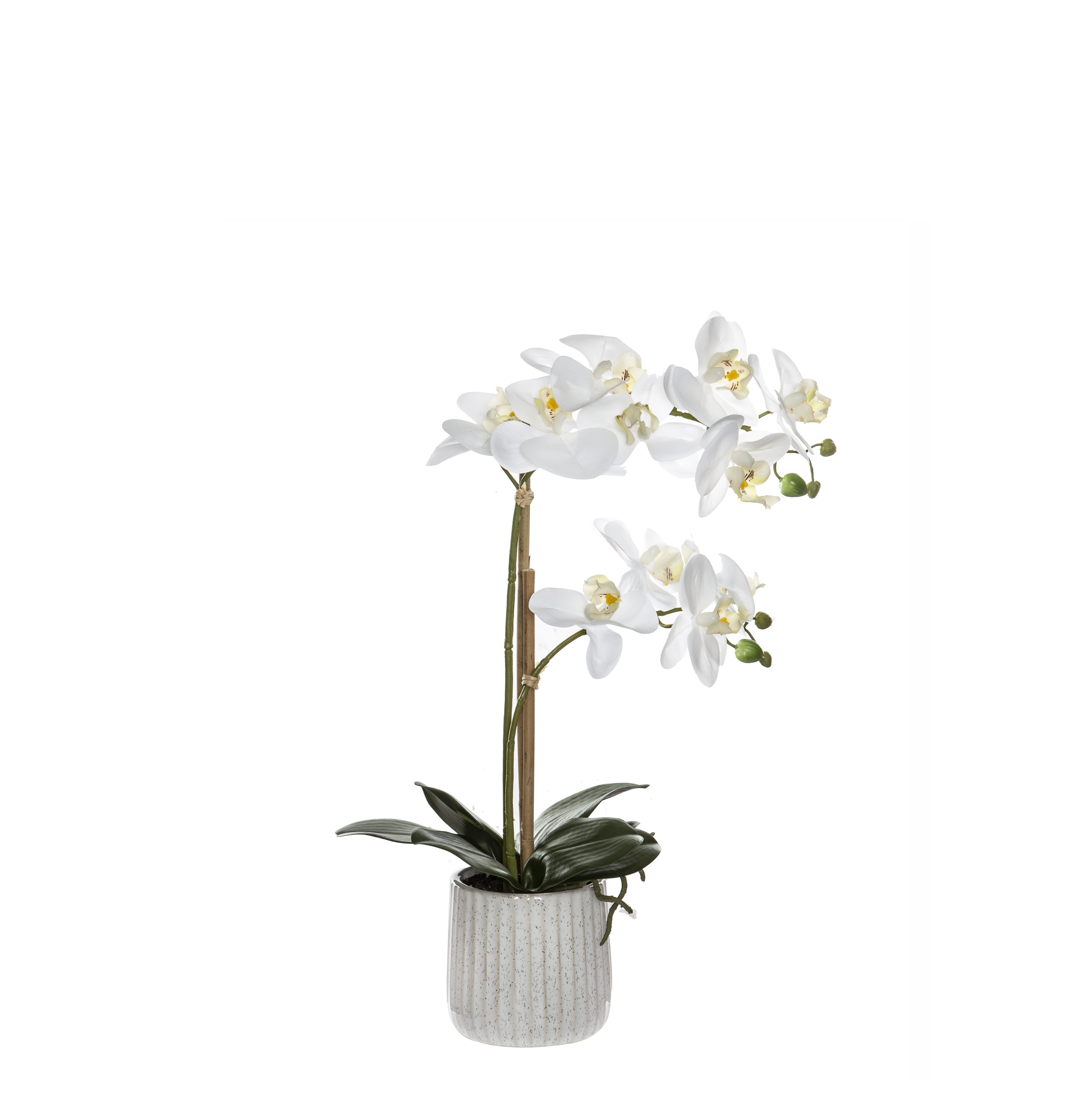 Butterfly Orchid-Ceramic Pot | Small