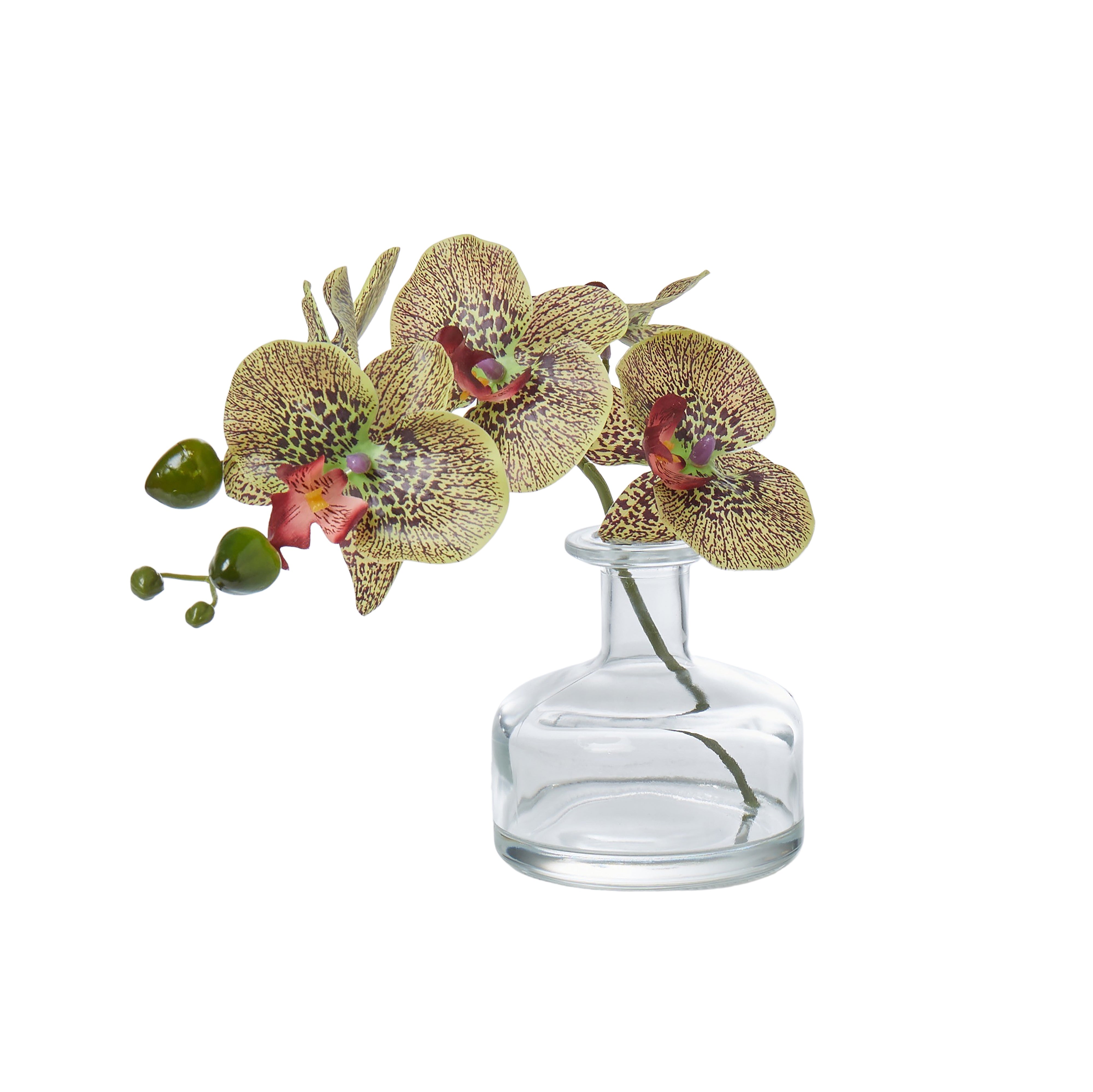 Phalaenopsis Glass Vase | Spotted Green