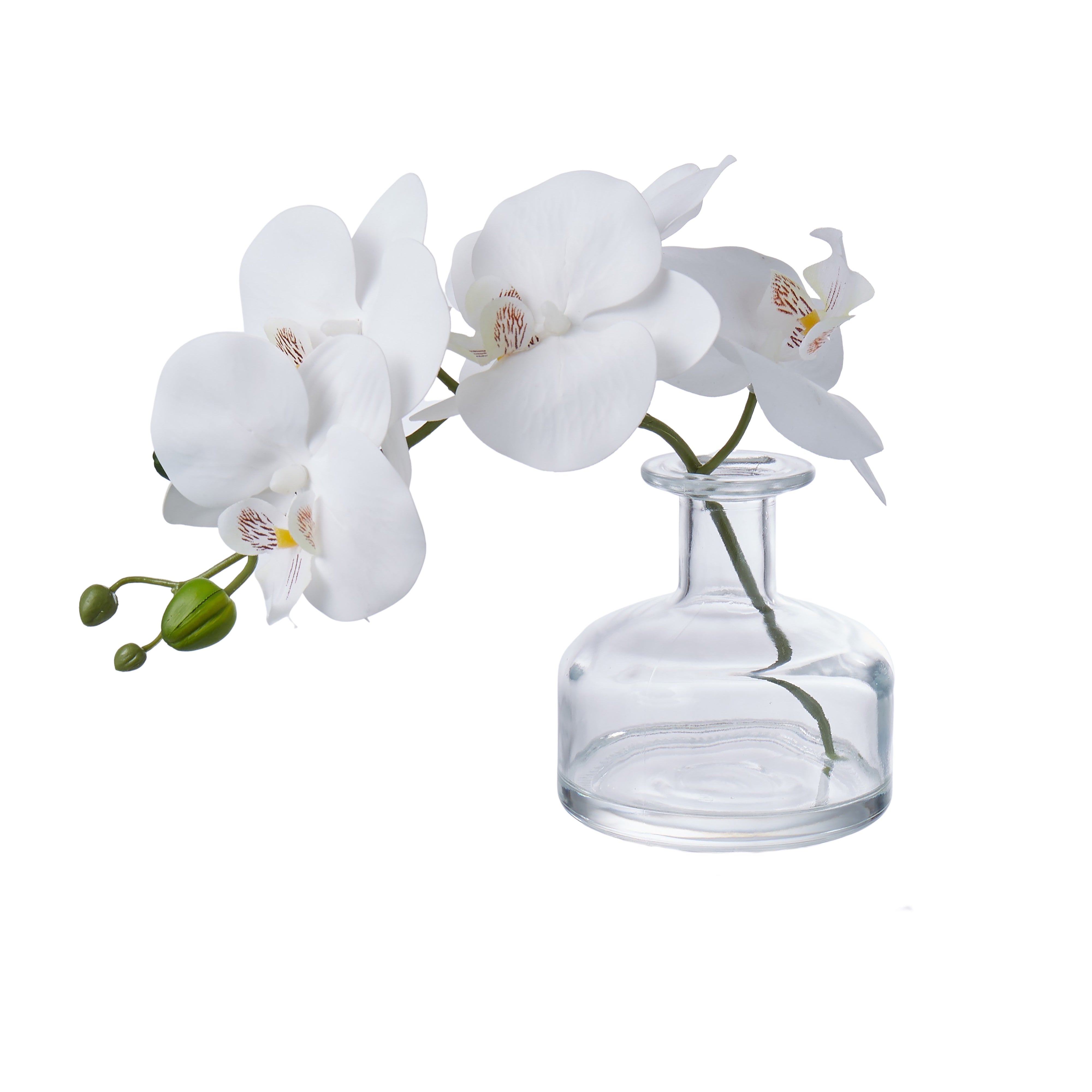 Phalaenopsis Glass Vase | White