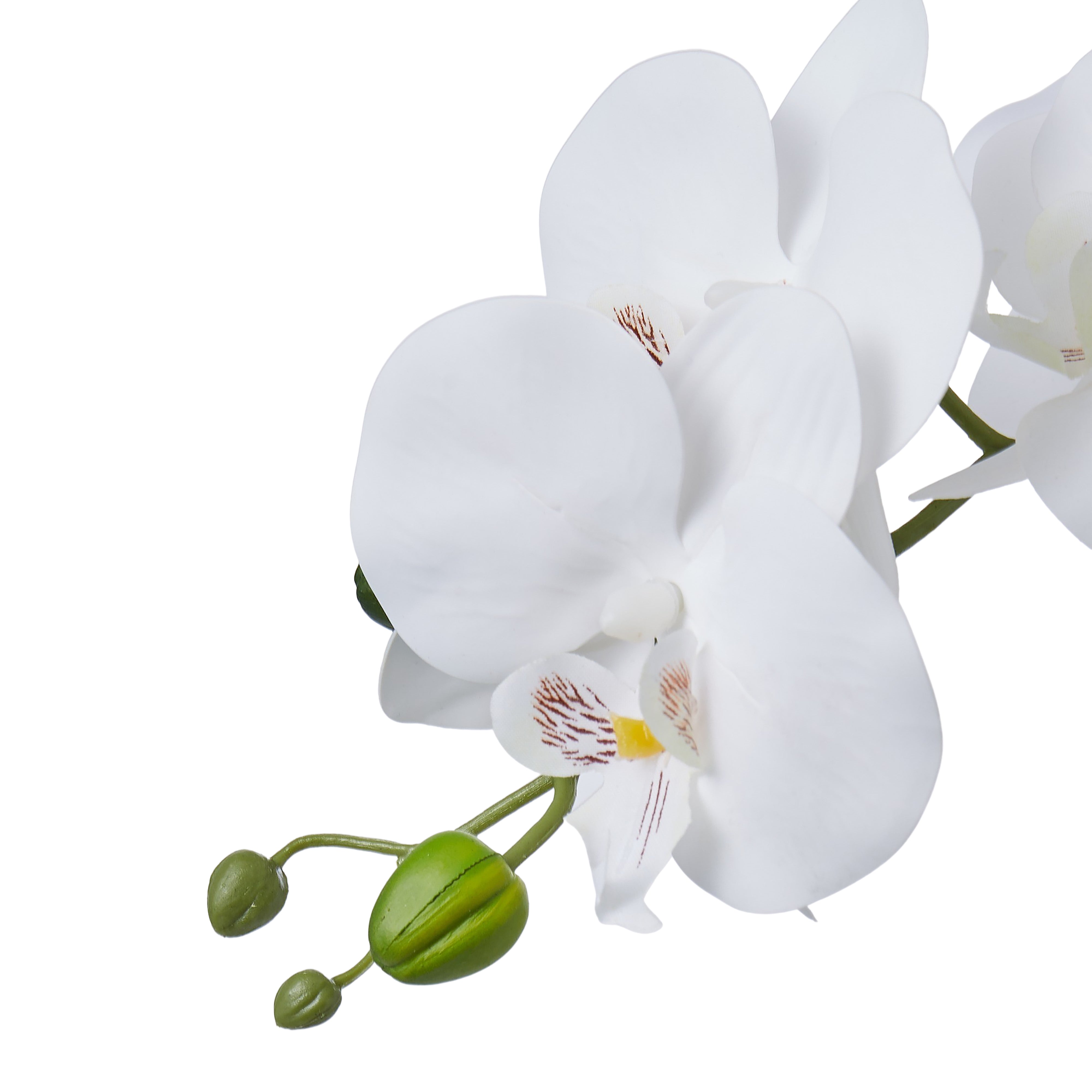 Phalaenopsis Glass Vase | White