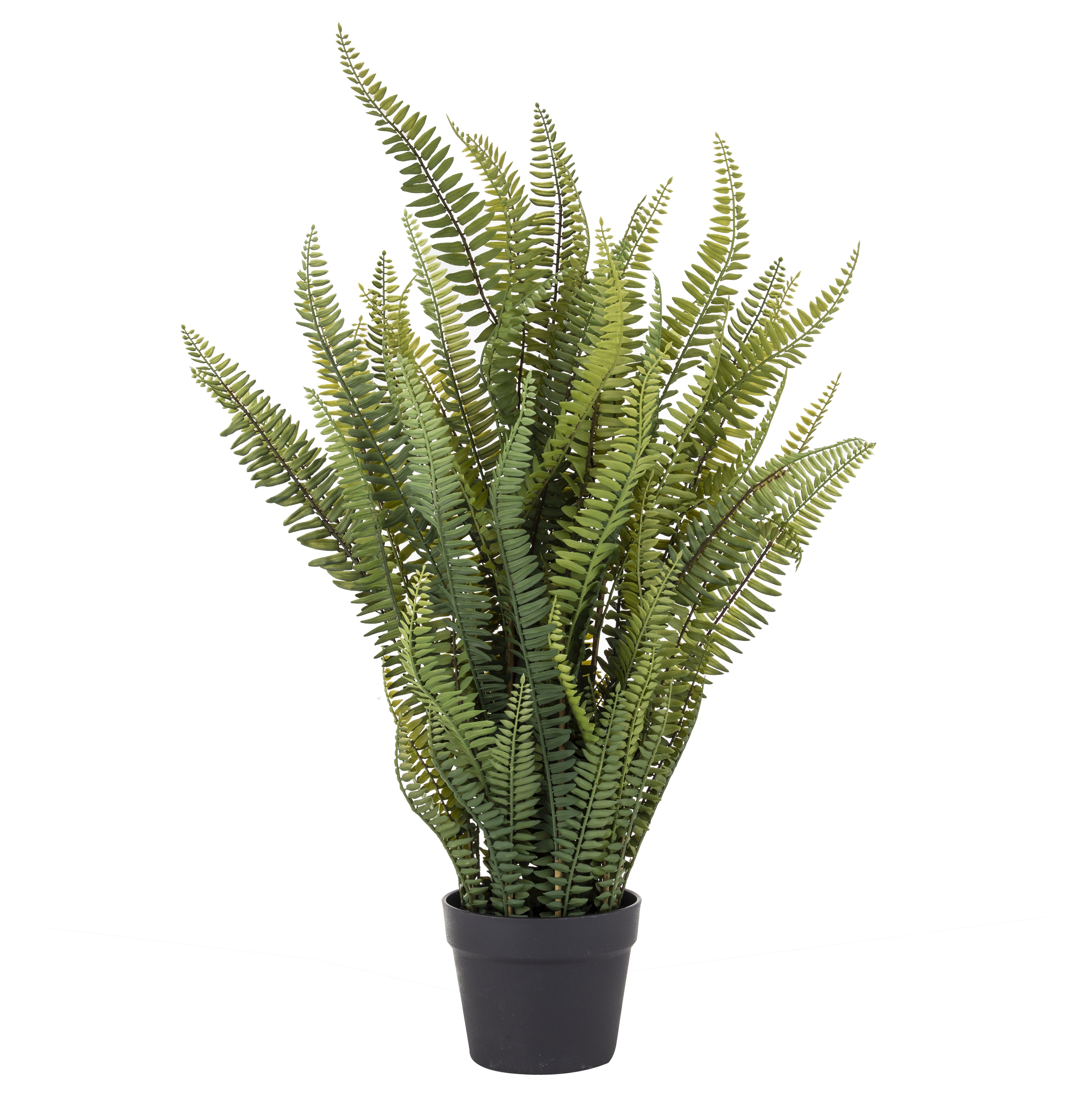 Boston Fern Garden Pot | Large