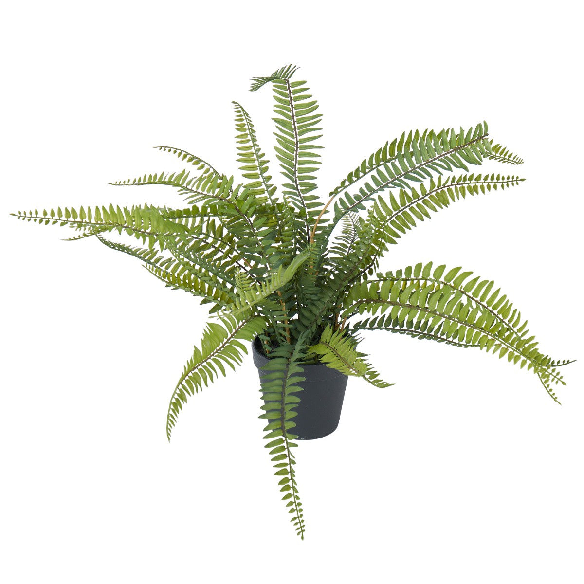 Boston Fern Garden Pot | Small