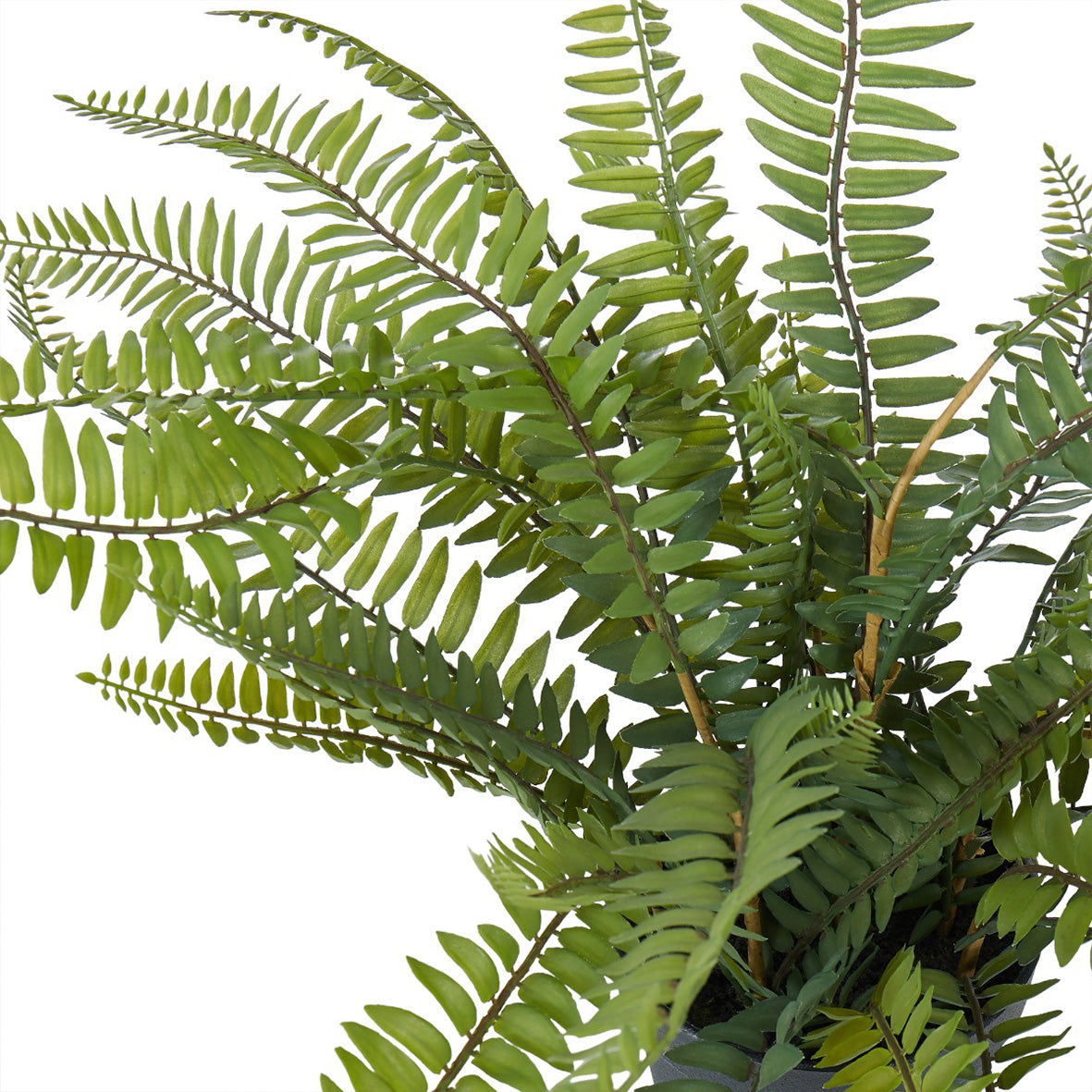 Boston Fern Garden Pot | Small
