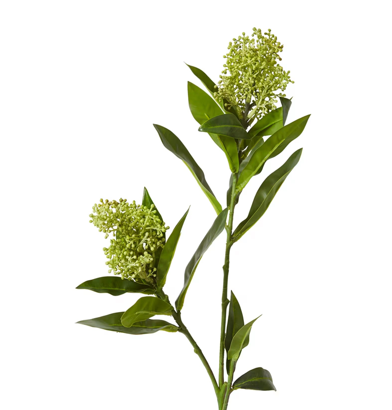 Elme Living Skimmia Spray Green
