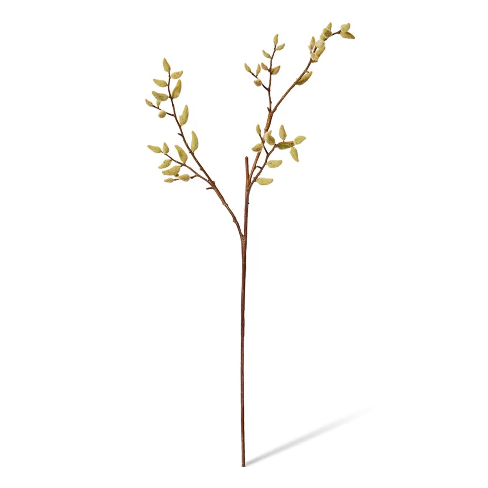 Magnolia Budding Stem