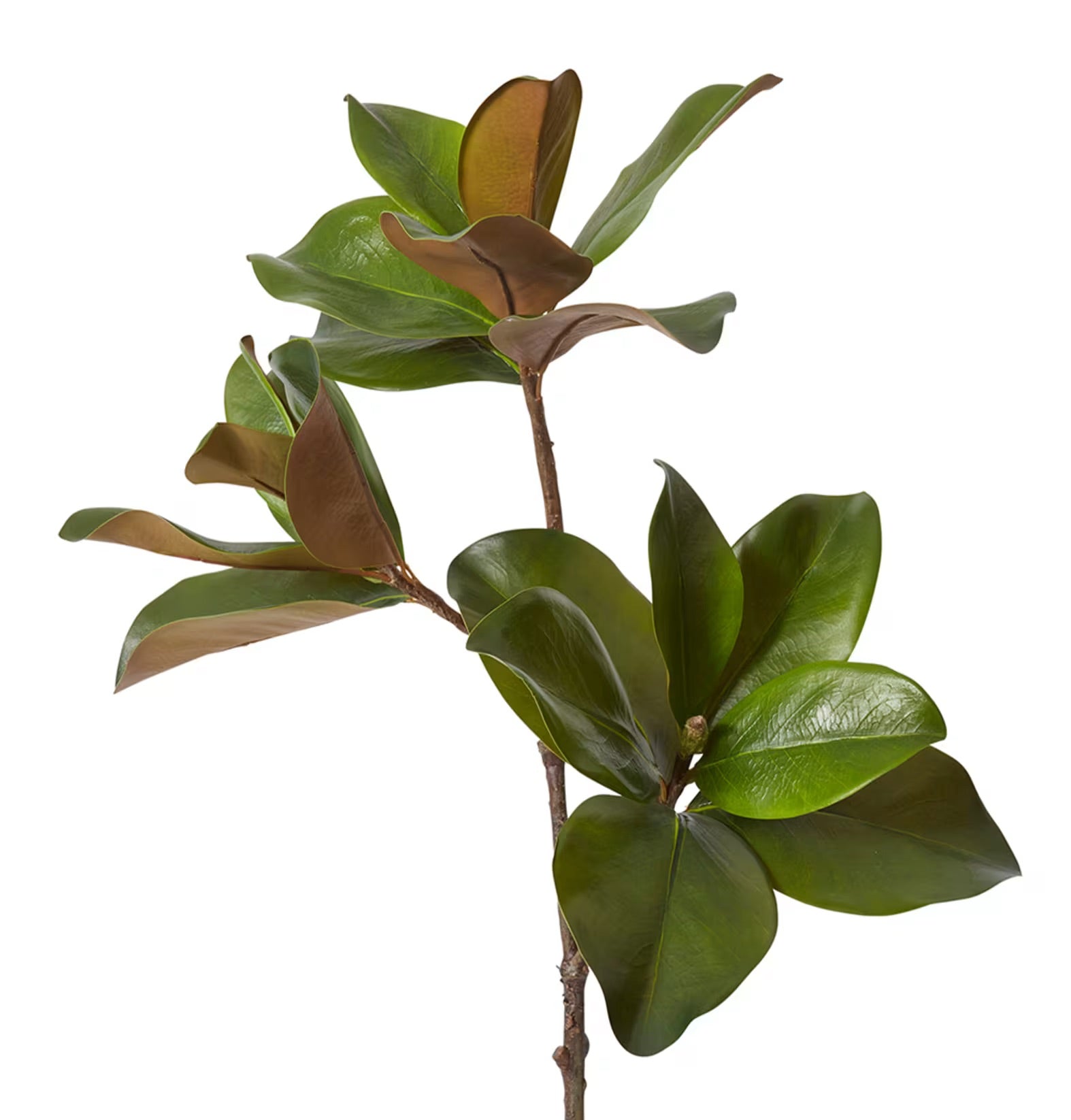 Magnolia Classic Leaf Spray Green