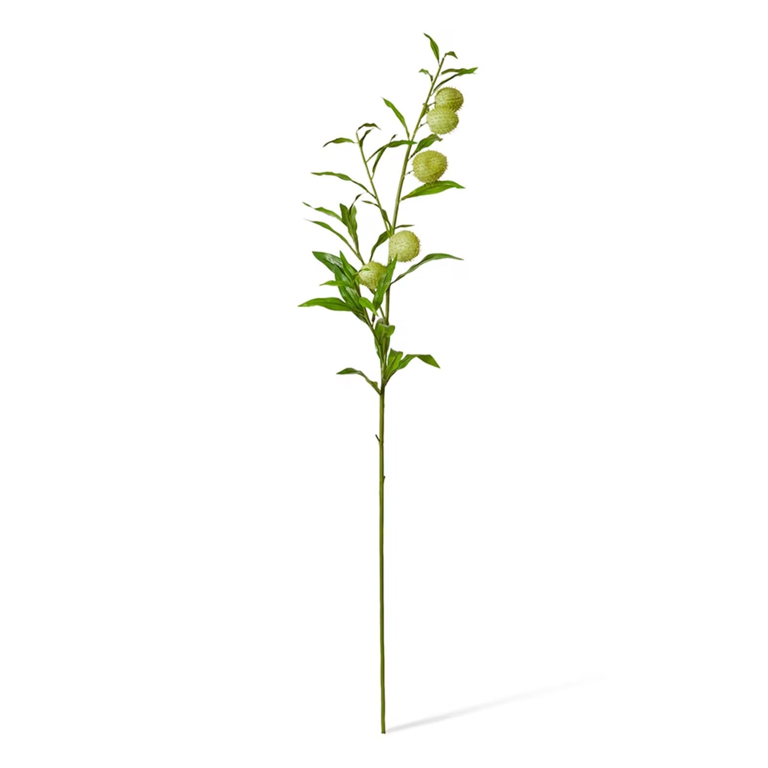 Milk Weed Leaf Stem