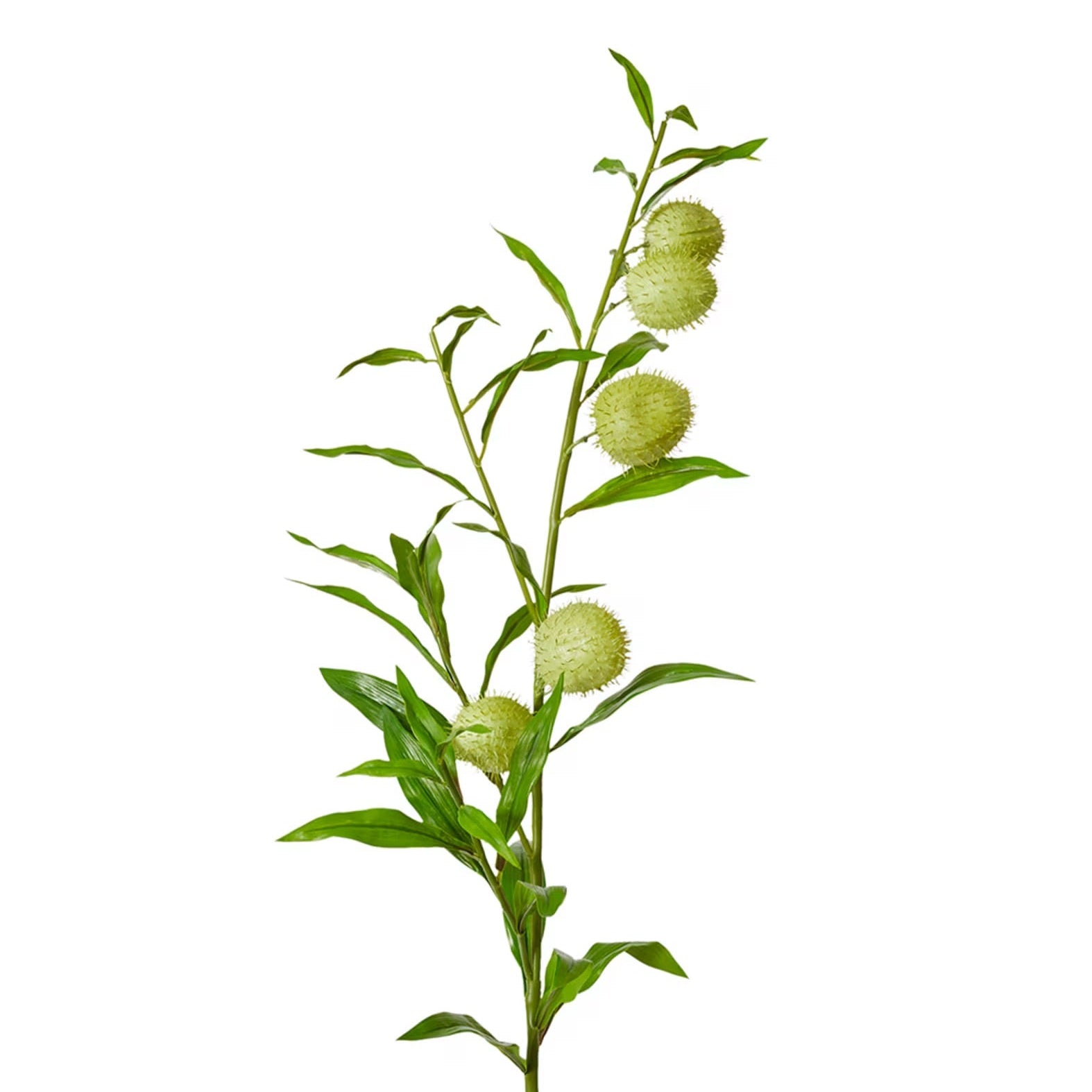 Milk Weed Leaf Stem 1