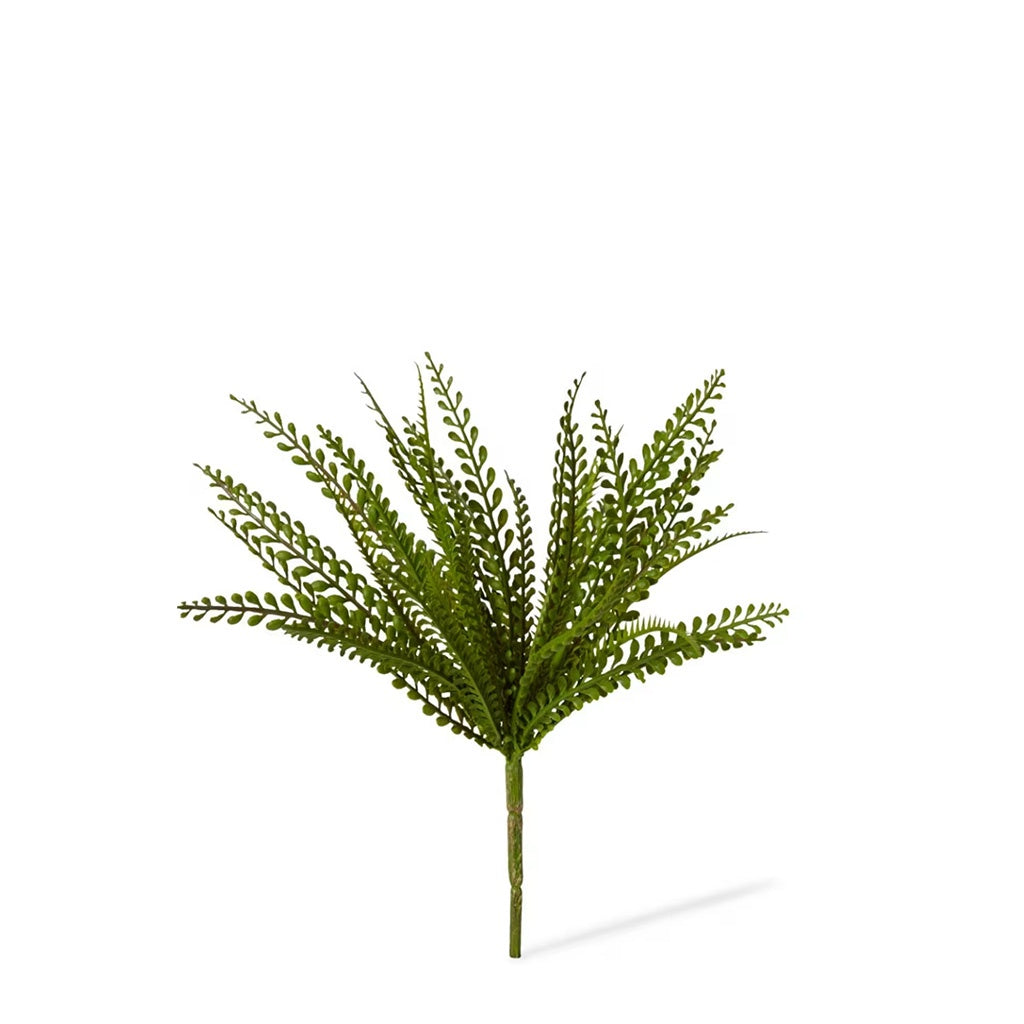 Lemon Button Fern