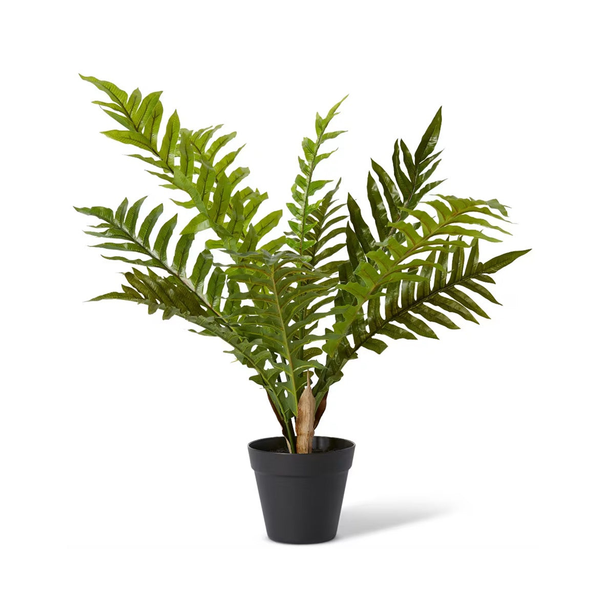 Fern Hares Foot Potted