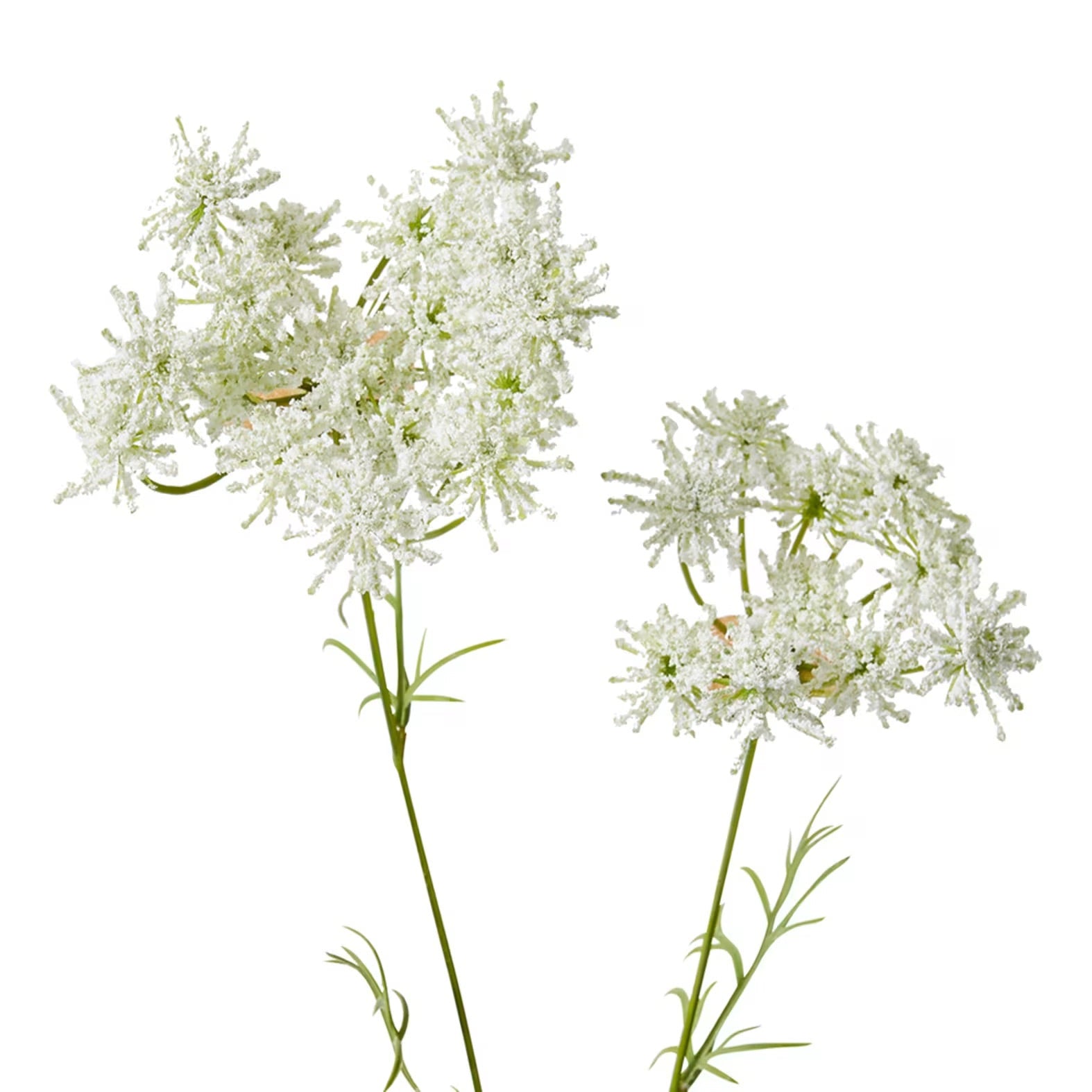 Queen Anne Lace Spray 1