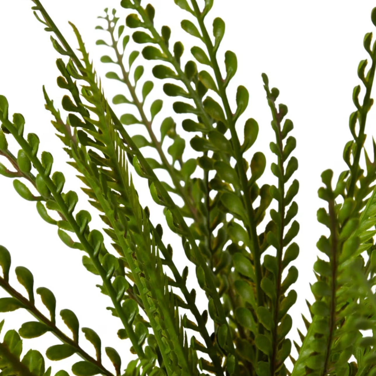 Lemon Button Fern