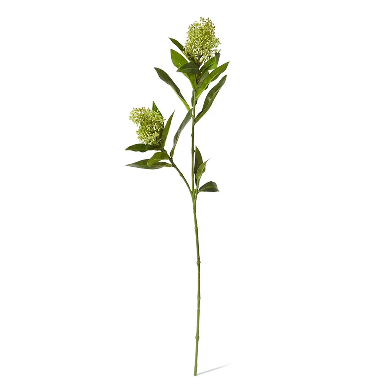 Skimmia Spray Green