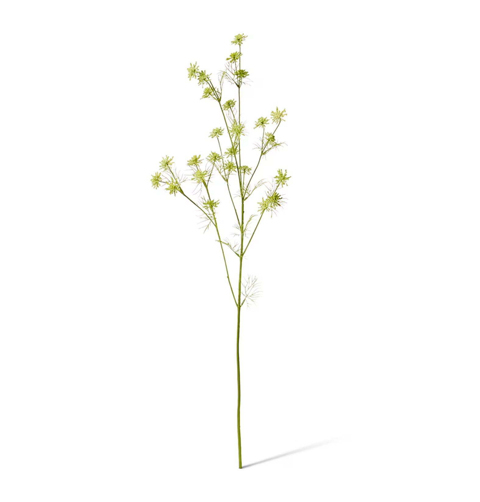 Queen Anne Lace Wild Spray
