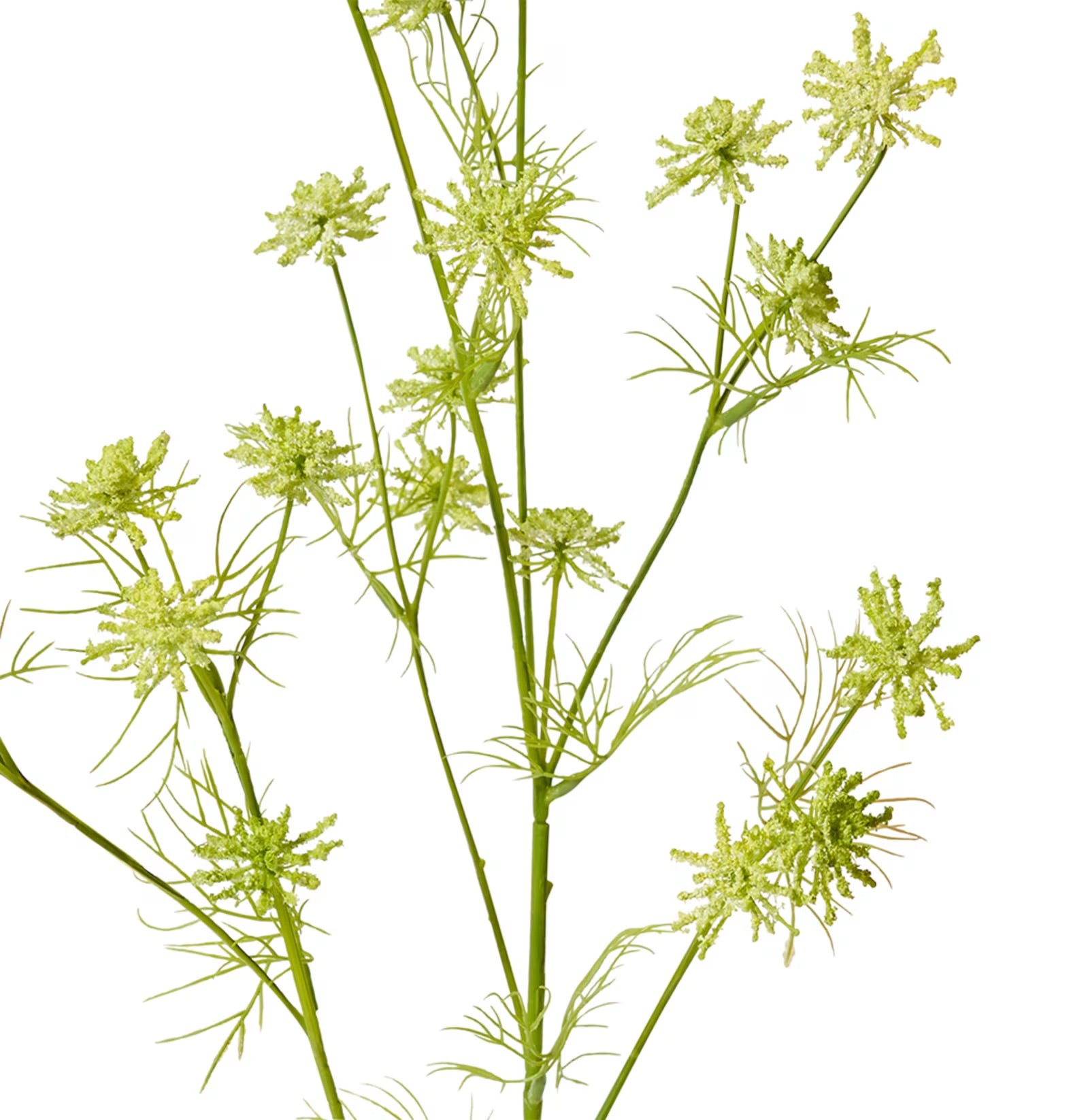 Queen Anne Lace Wild Spray