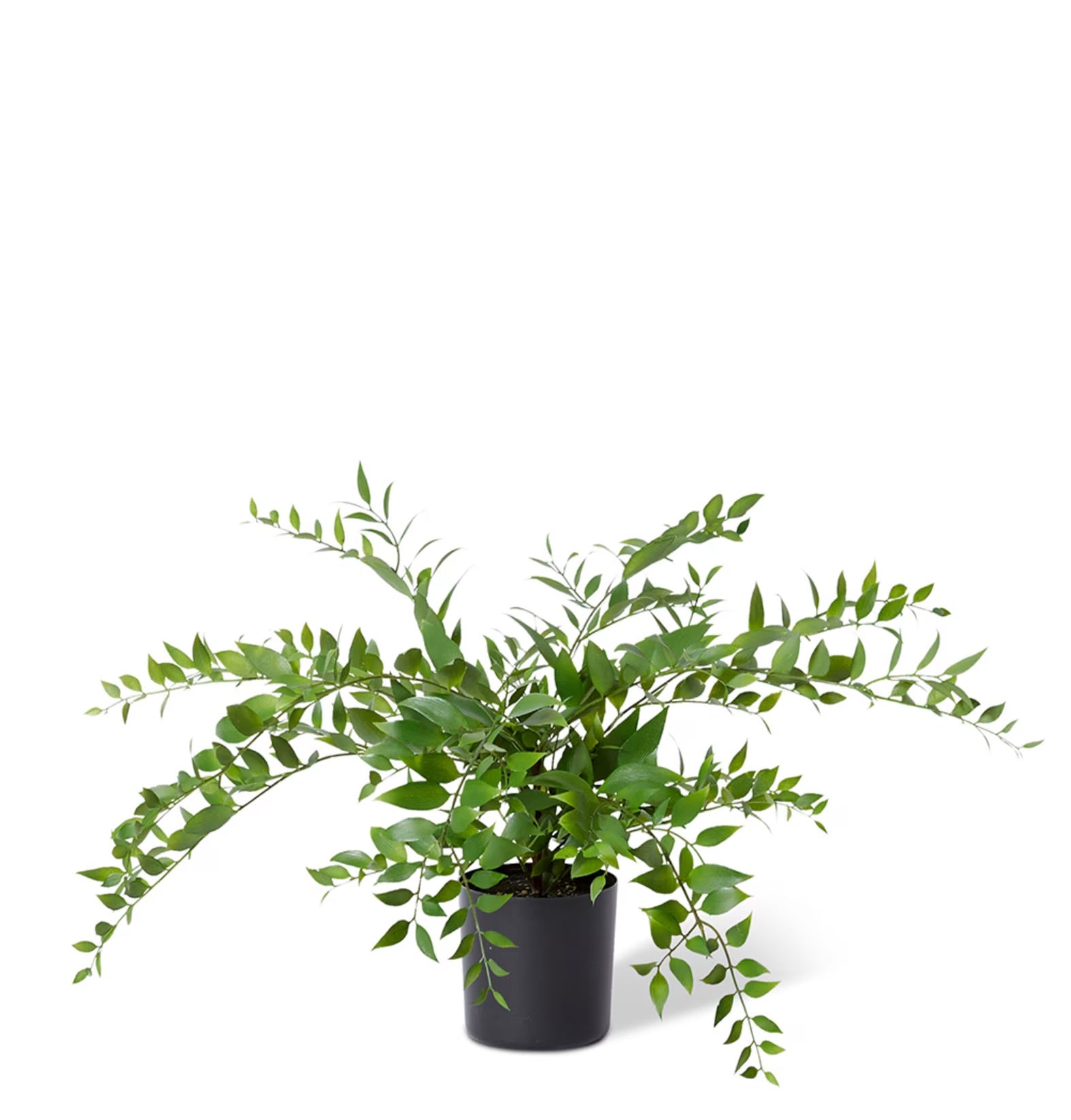 Lacquer Plant