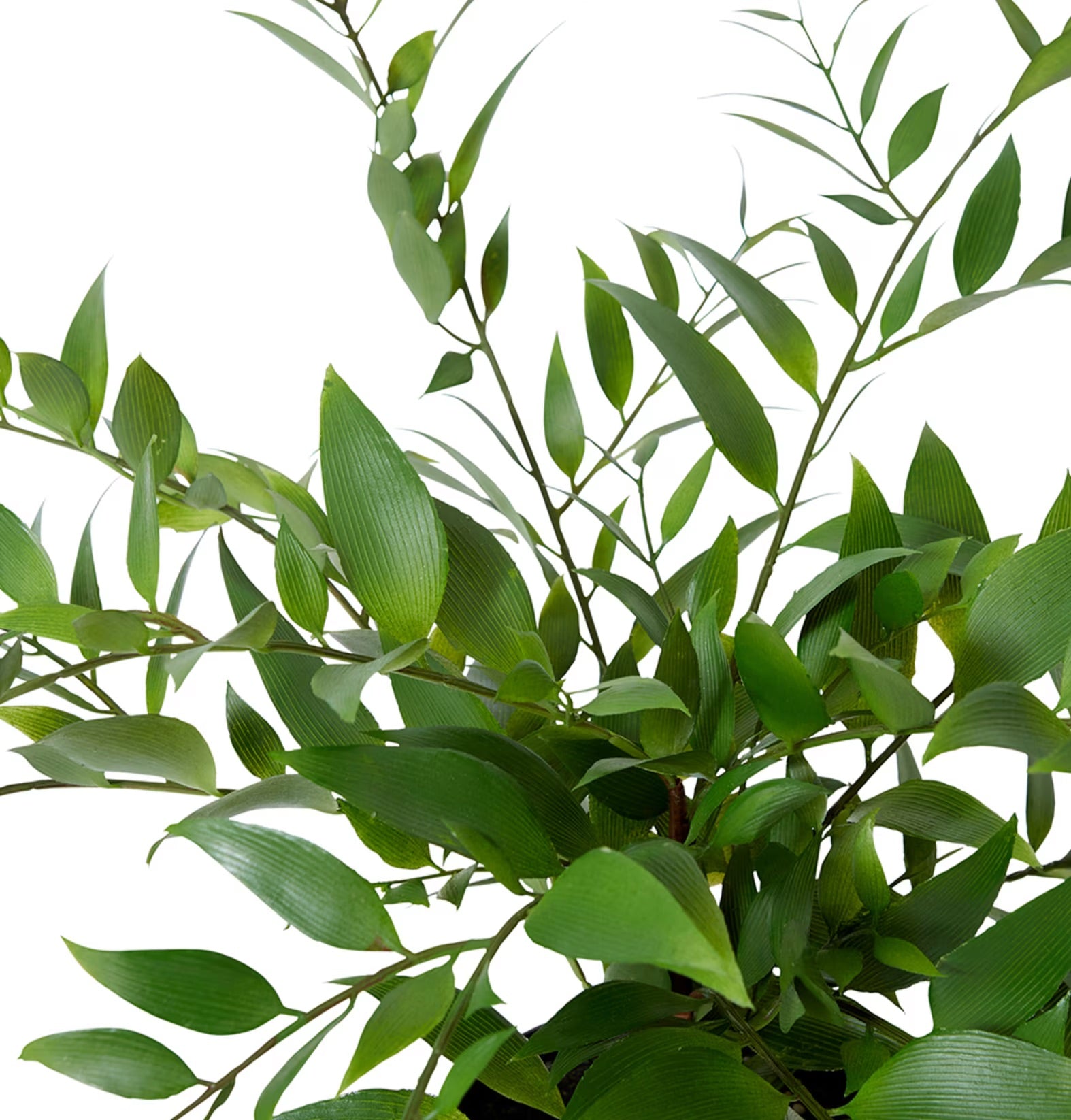Lacquer Plant