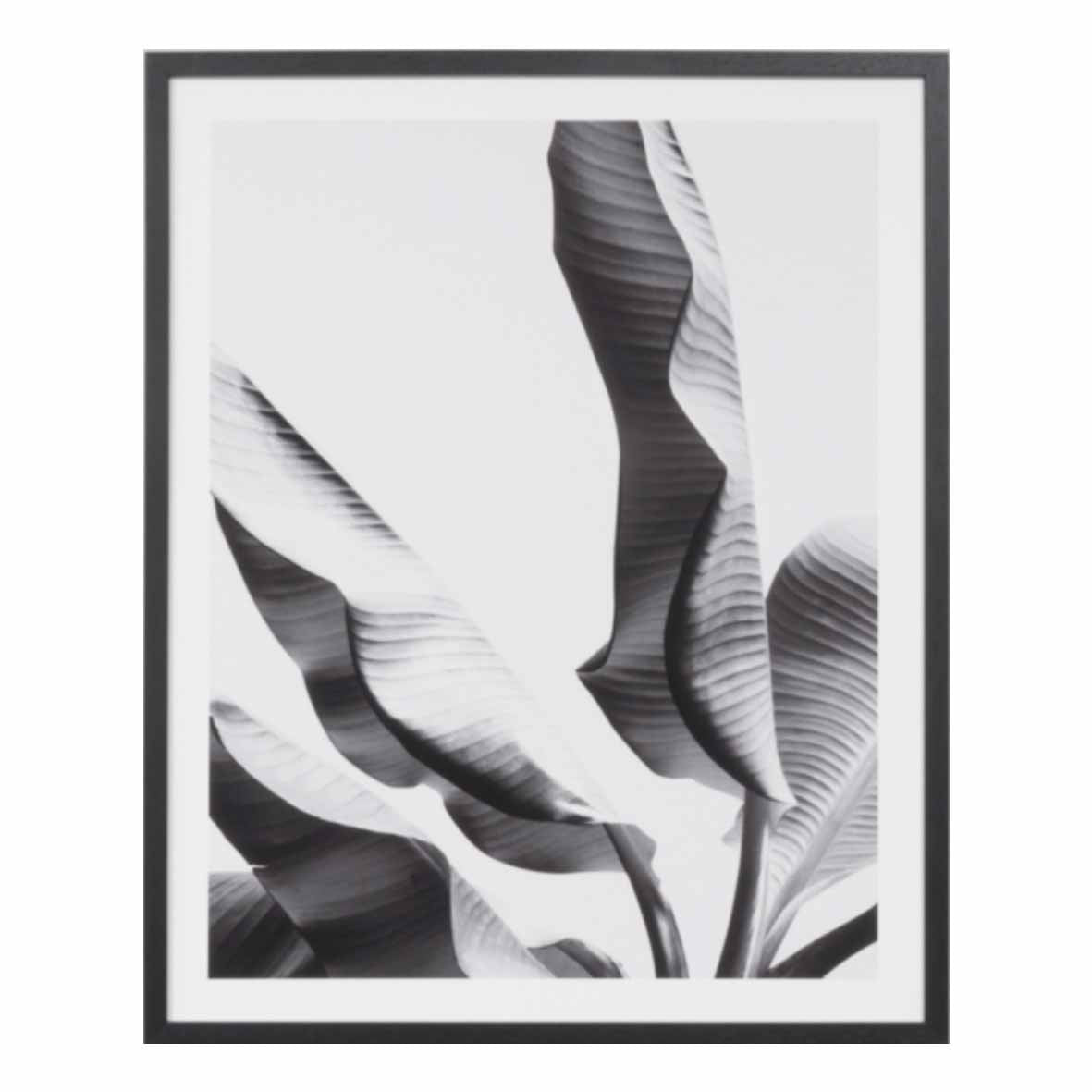 Banana Tree II | 6 Sizes
