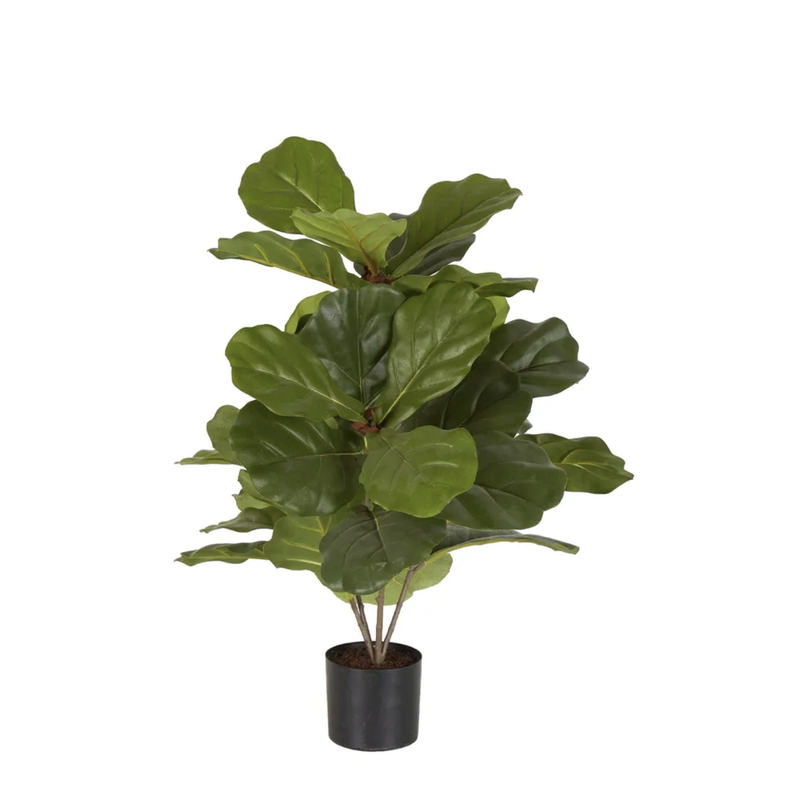 Fiddle Leaf Fig Potted Plant 65cm
