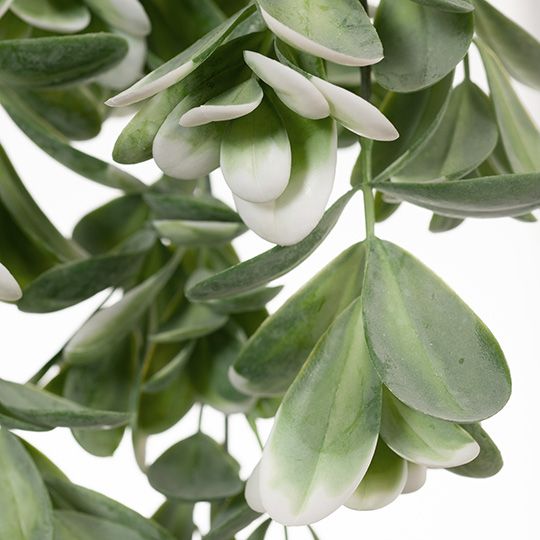 Jade Hanging Bush
