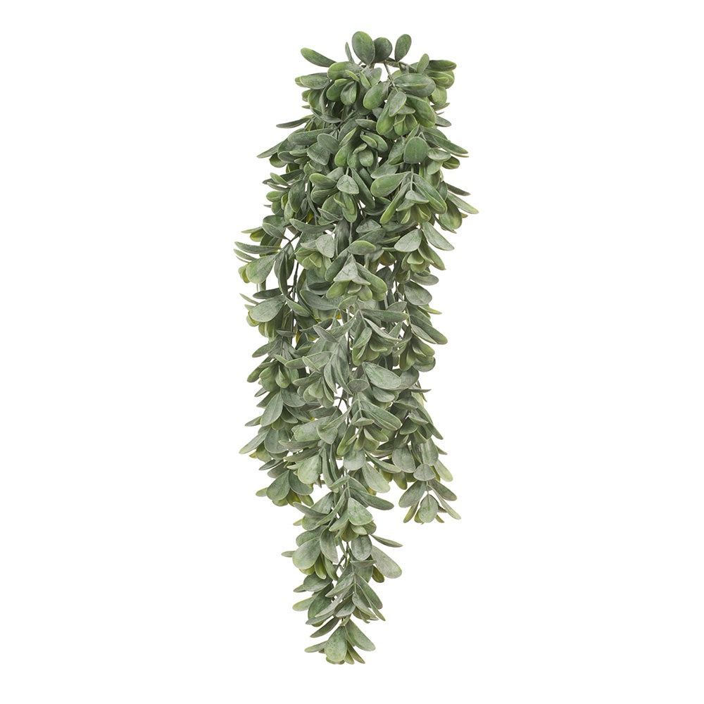 Jade Hanging Bush