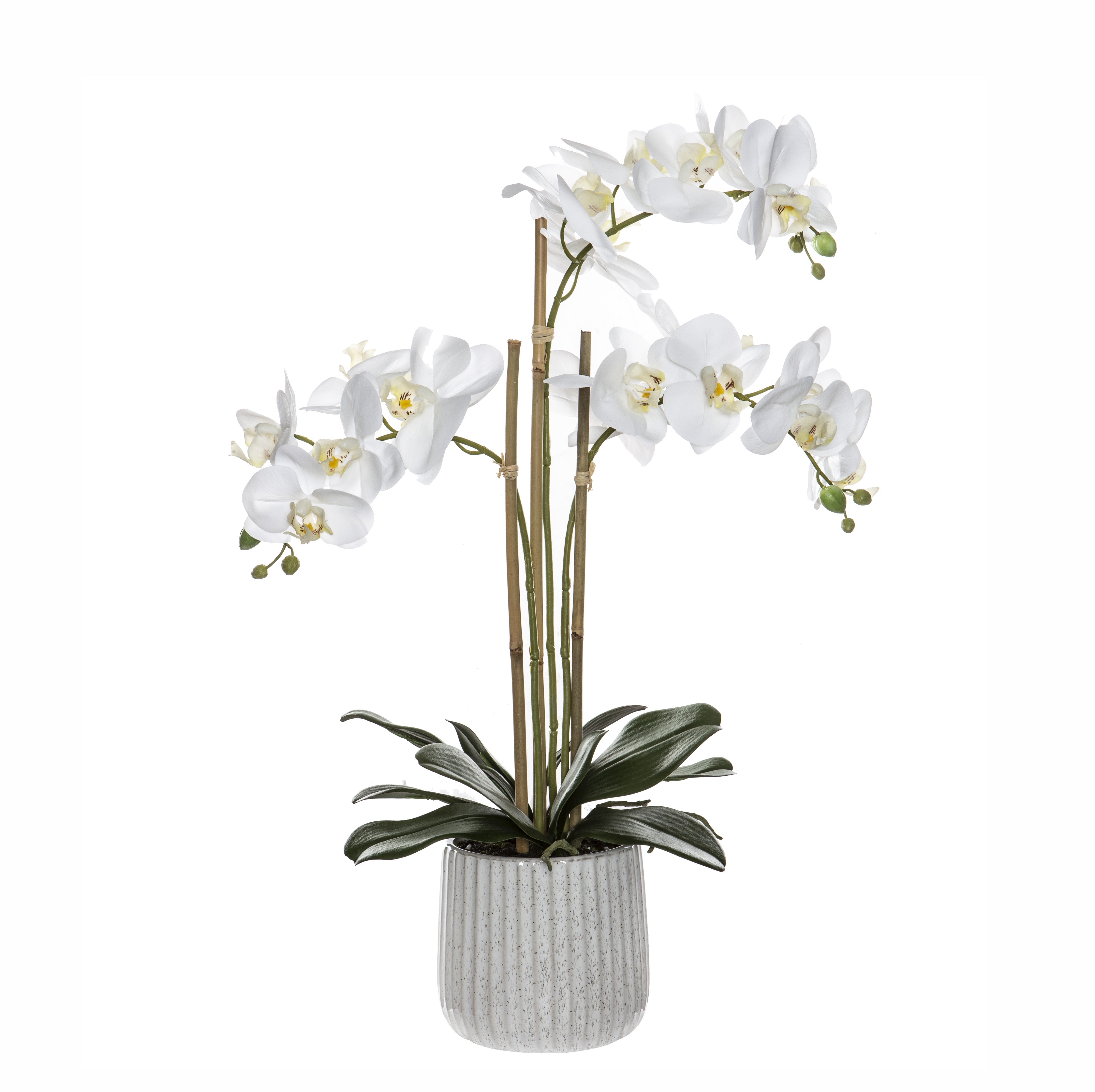 Butterfly Orchid-Ceramic Pot | Large