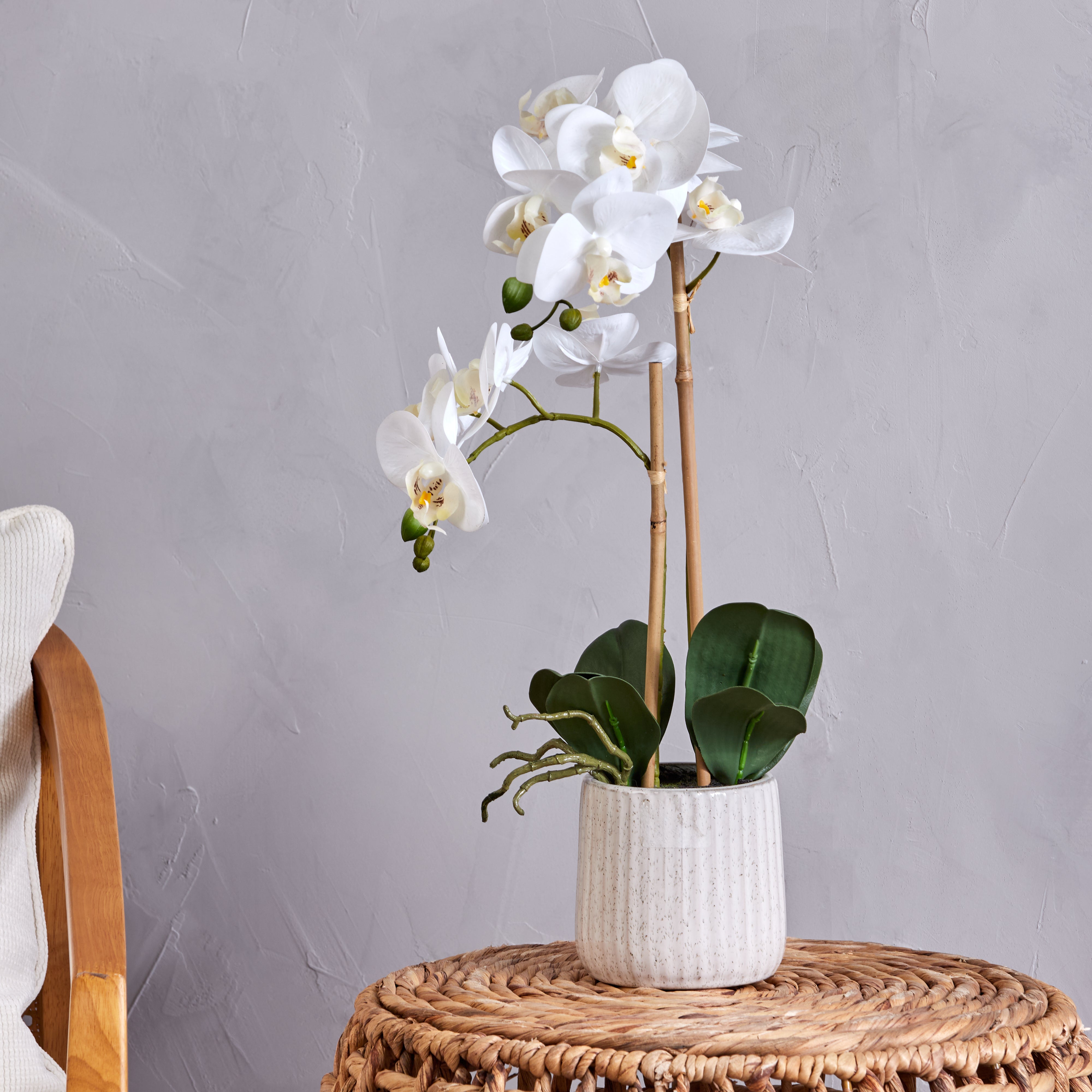 Butterfly Orchid-Ceramic Pot | Large