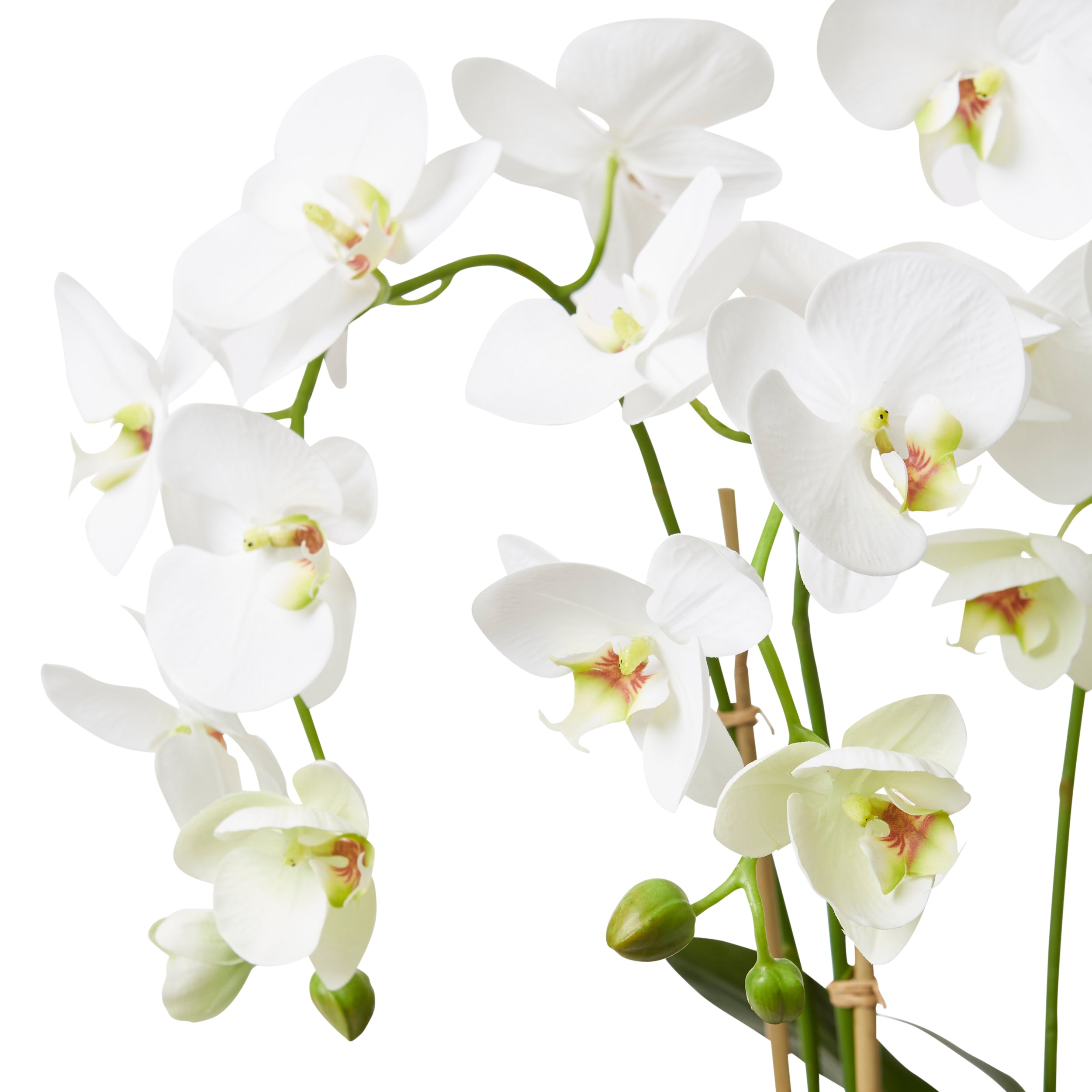 Phalaeonopsis White Deluxe Clam Shell