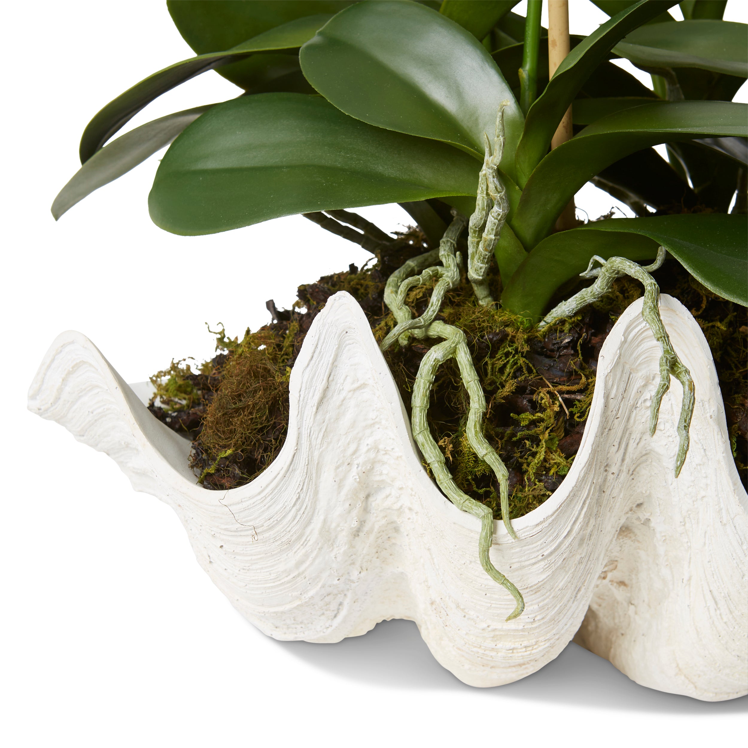 Phalaeonopsis White Deluxe Clam Shell