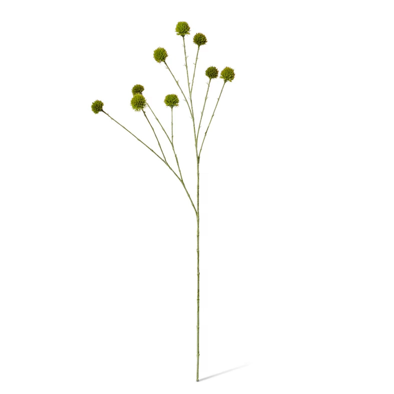 Echinops Ritro Spray Green