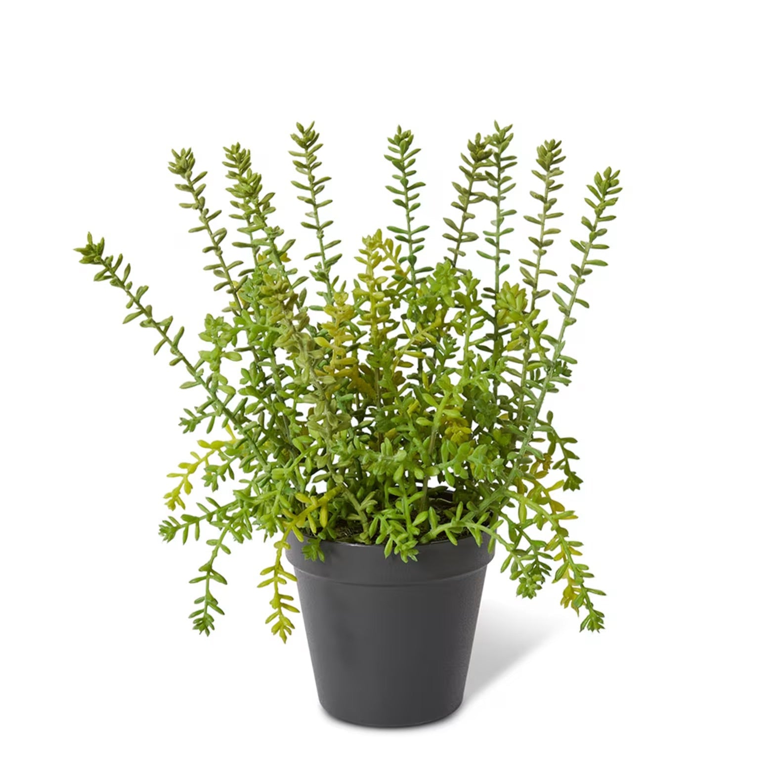 Elme Living Sedum Plant