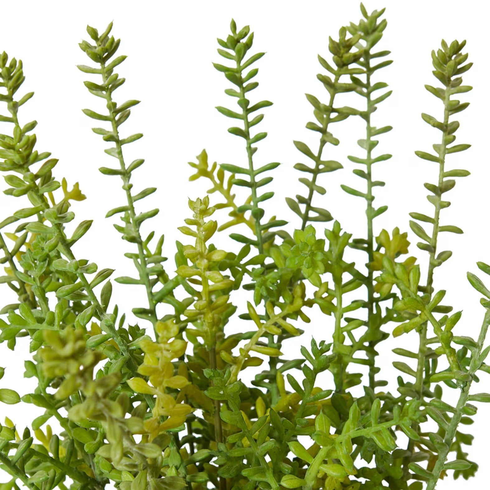 Elme Living Sedum Plant 2