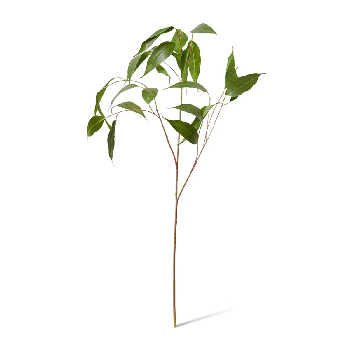 Eucalyptus Leaf Spray