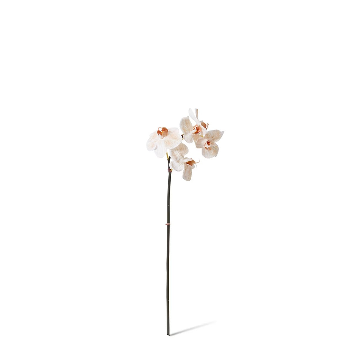 Phalaenopsis Orchid Mini Stem | Light Brown