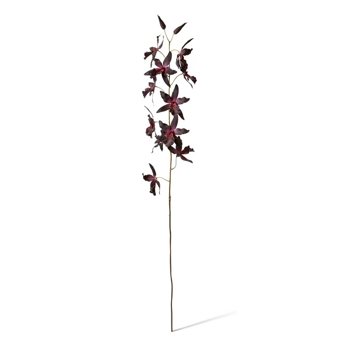 Orchid Oncidium Stem | Burgundy