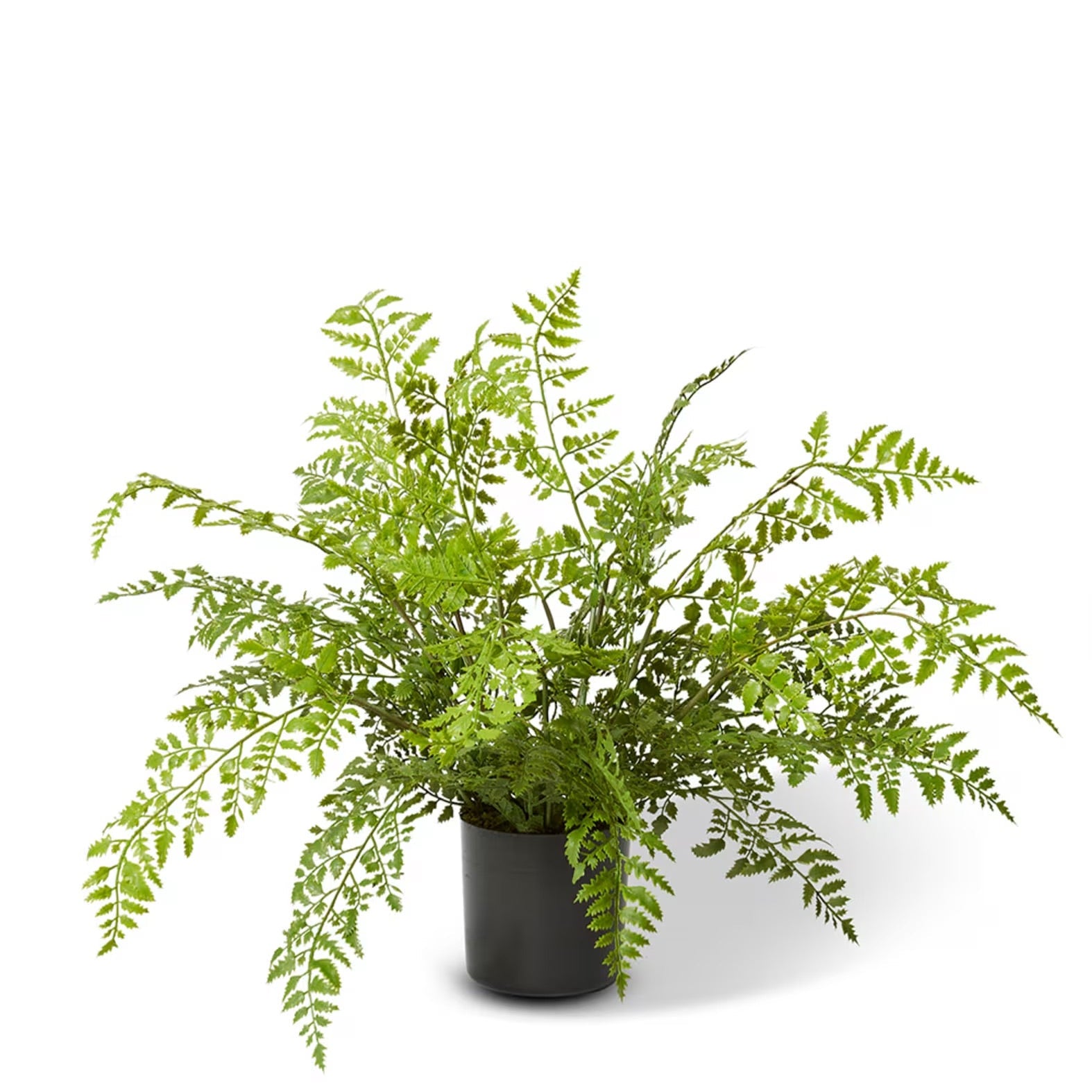 Fern Tassel