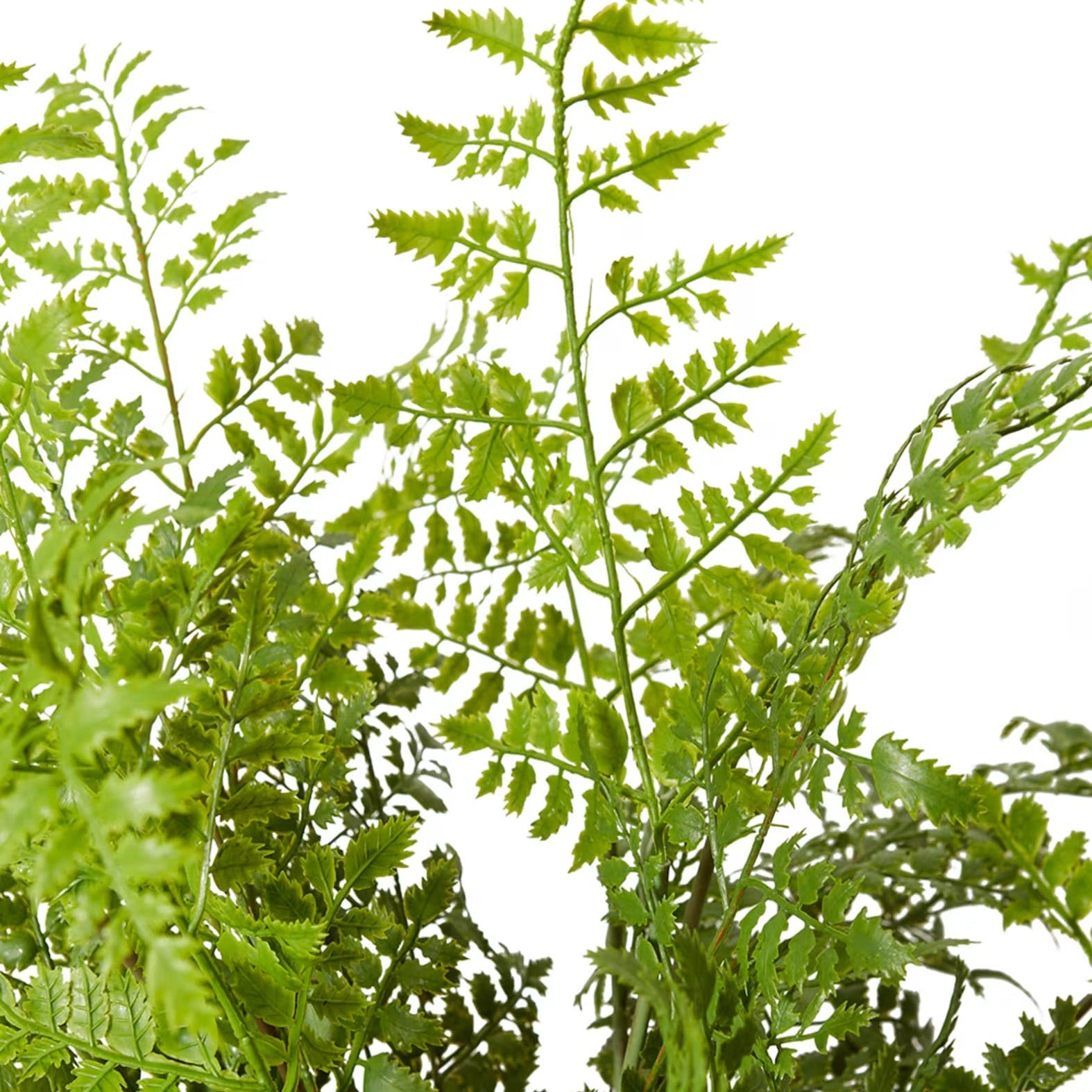 Fern Tassel 2