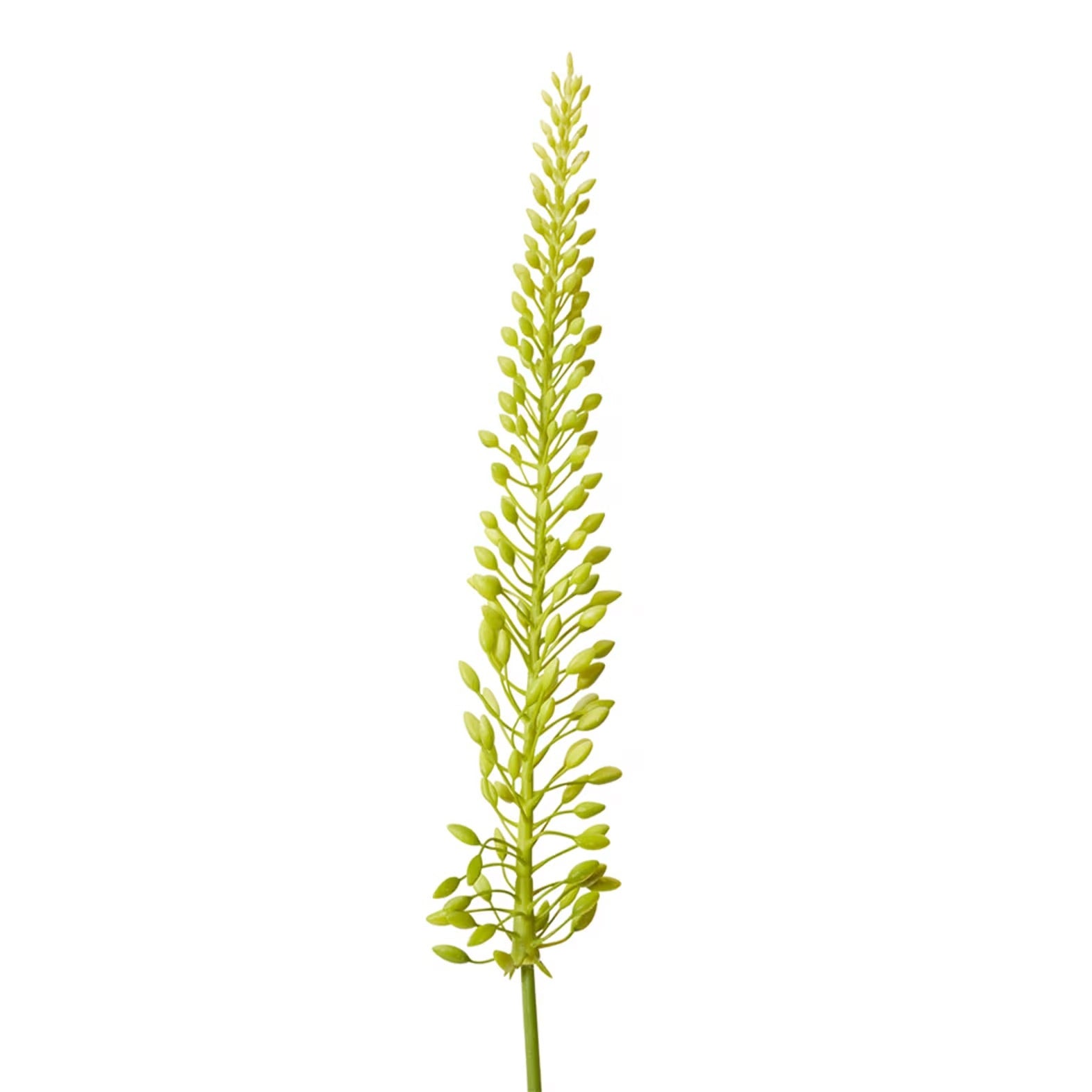 Foxtail Lily Mini Stem 2
