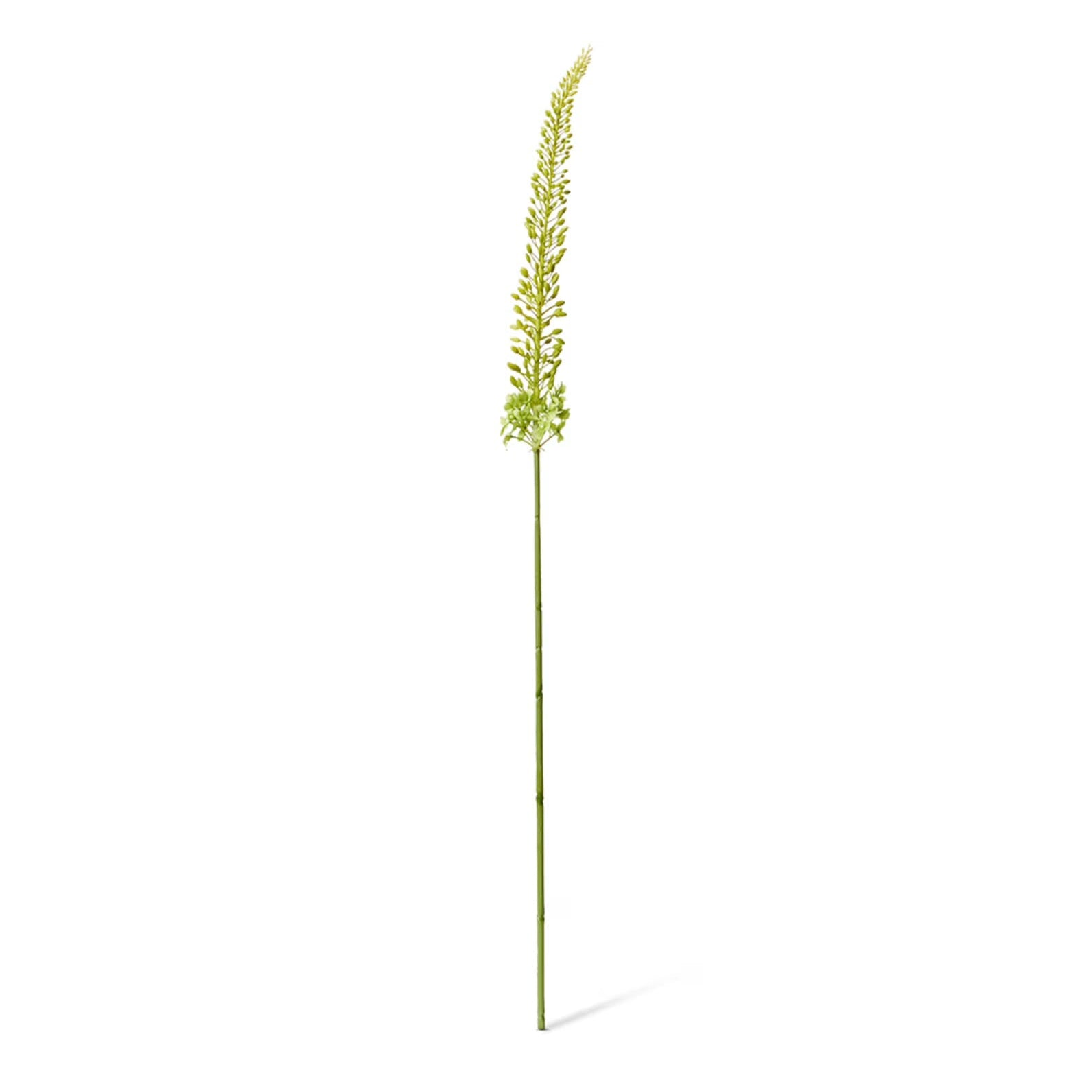 Foxtail Lily Stem