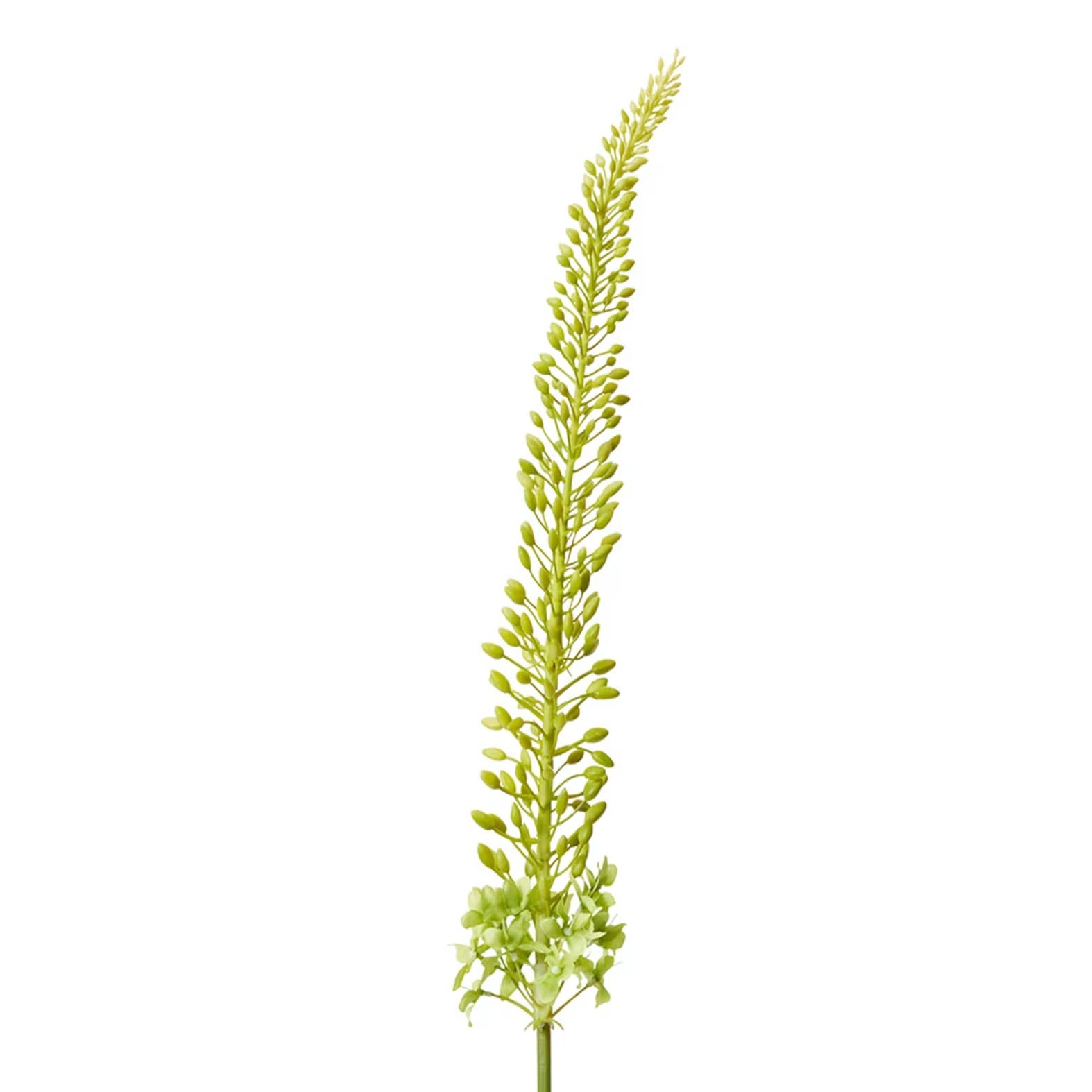 Foxtail Lily Stem 2