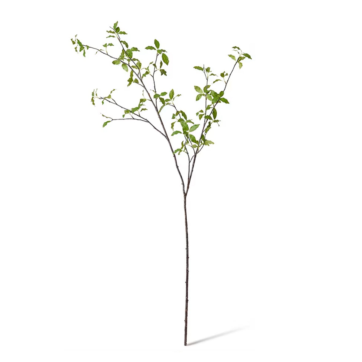 Pittosporum Leaf Branch