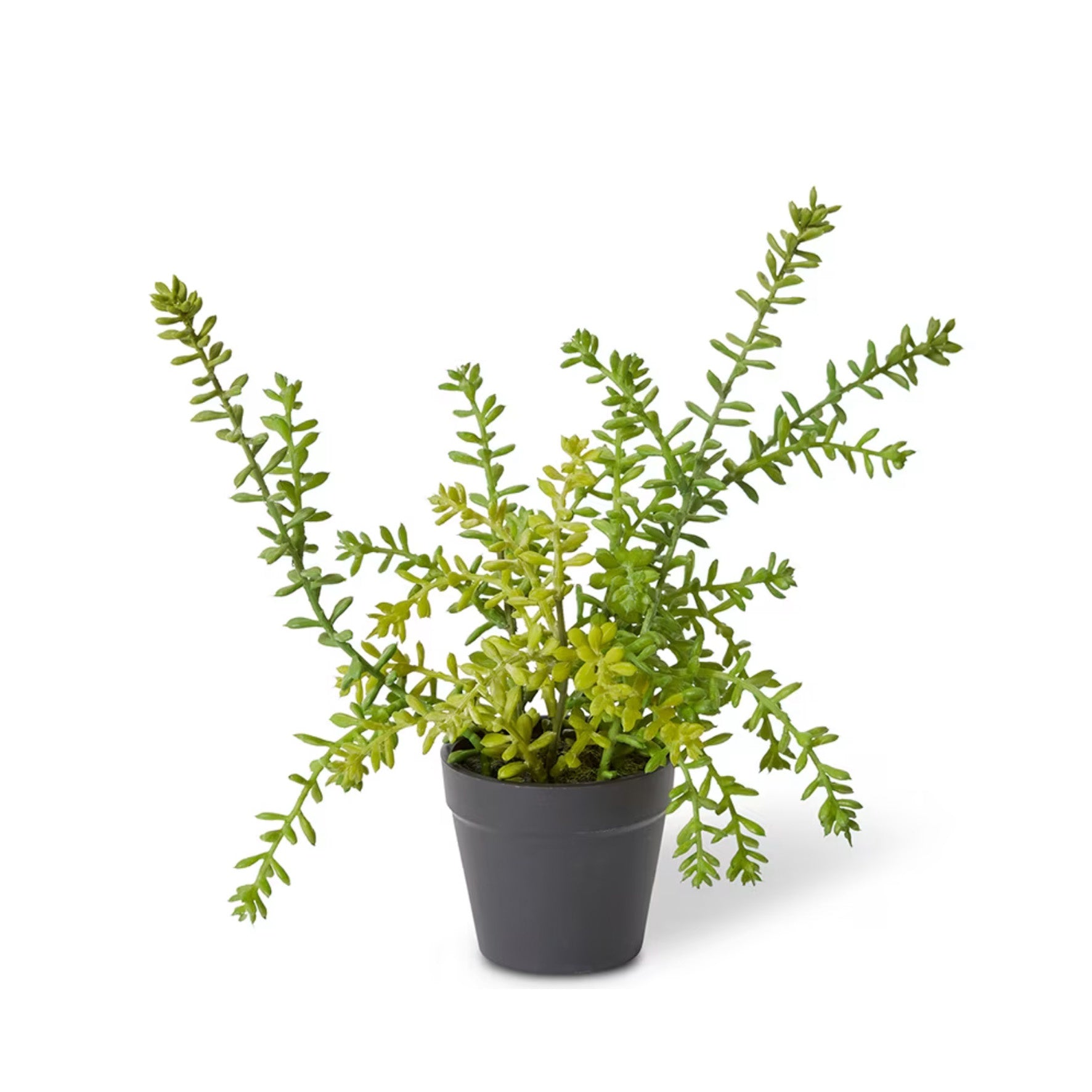 Sedum Plant Green | Small