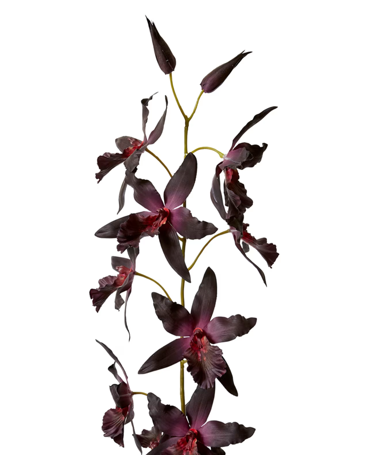 Orchid Oncidium Stem | Burgundy