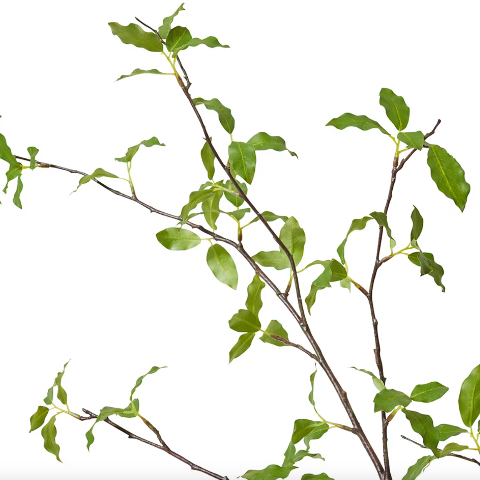 Pittosporum Leaf Branch