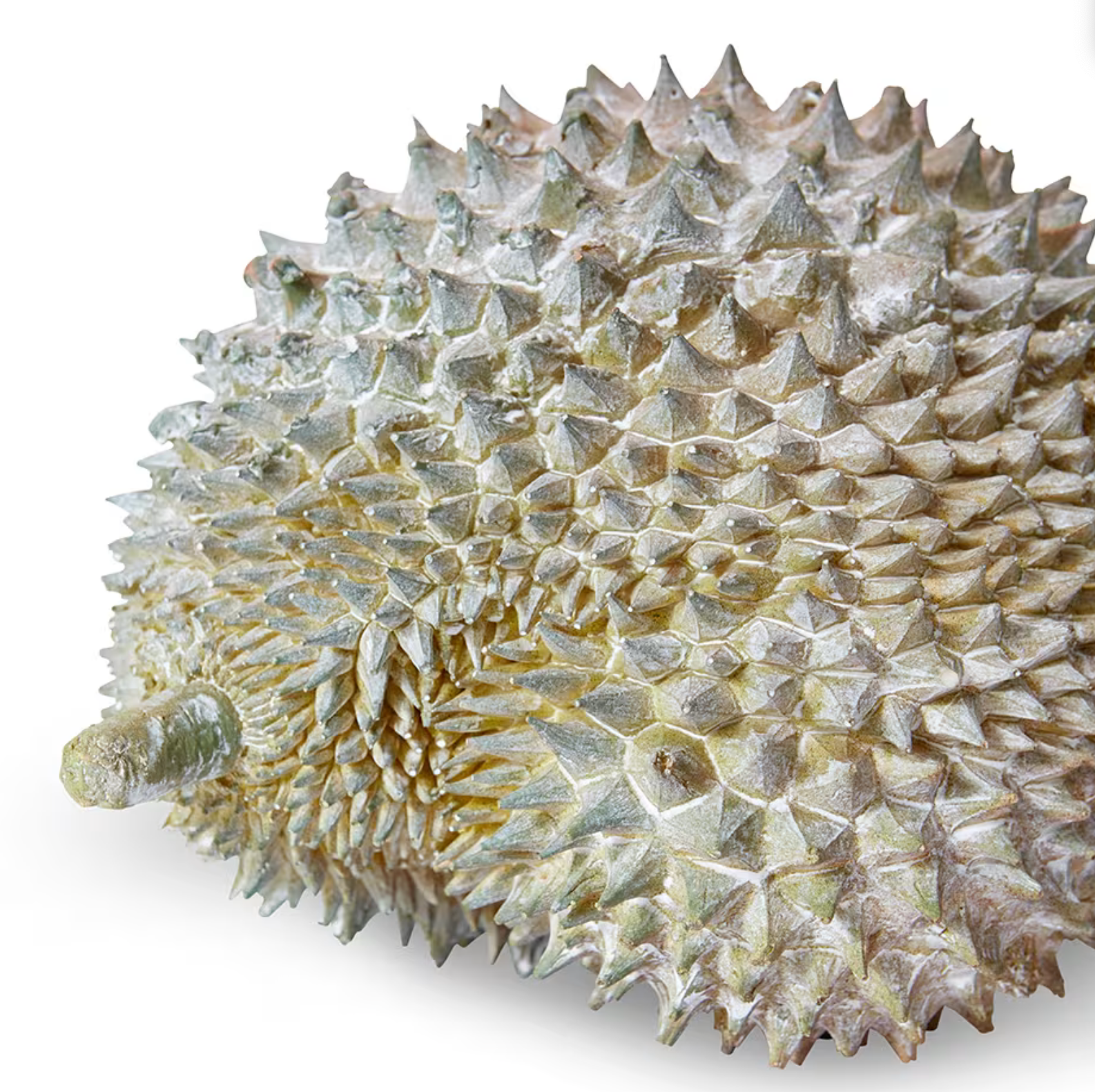Durian Sculpture Natural | Small