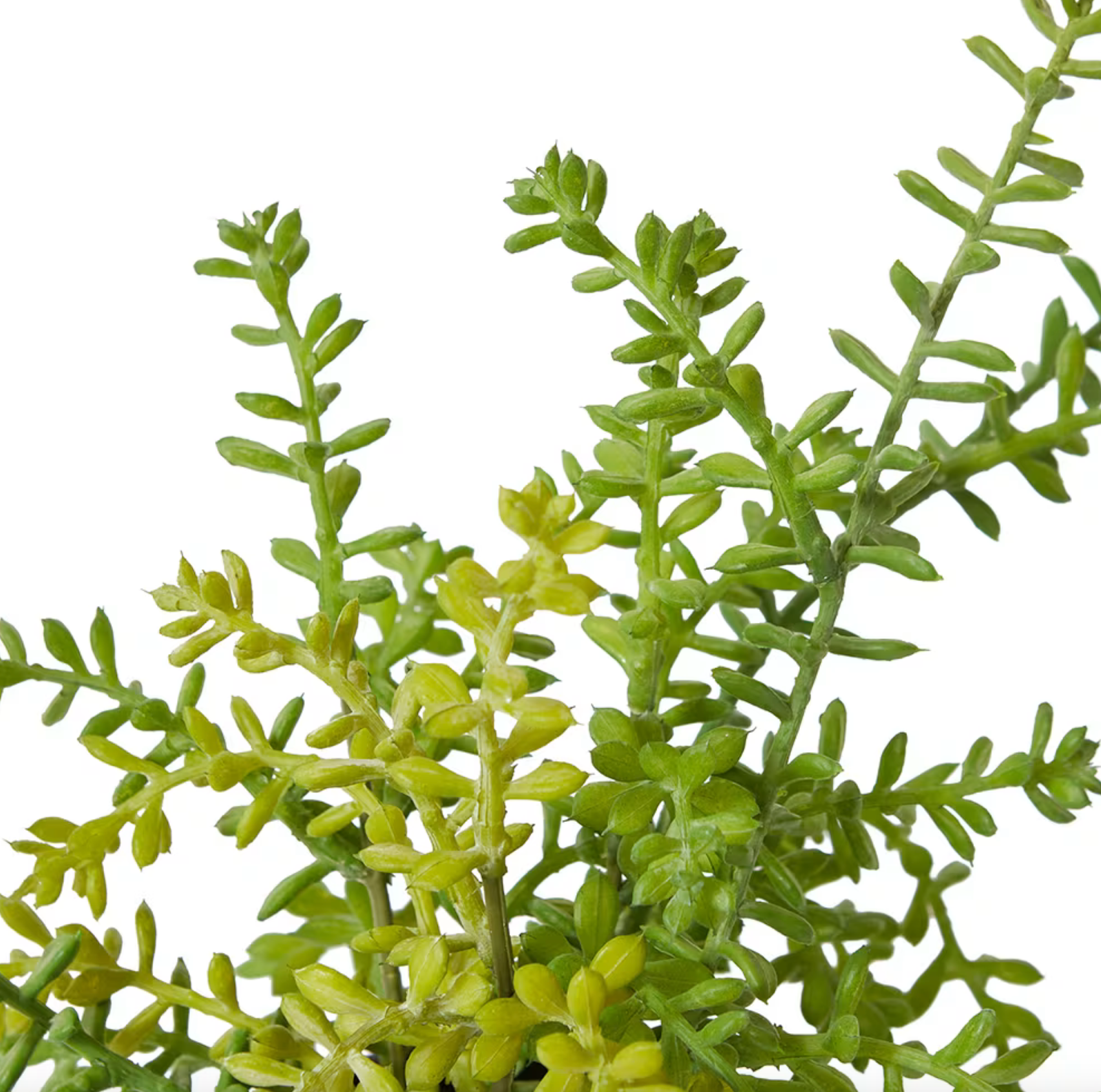 Sedum Plant Green | Small