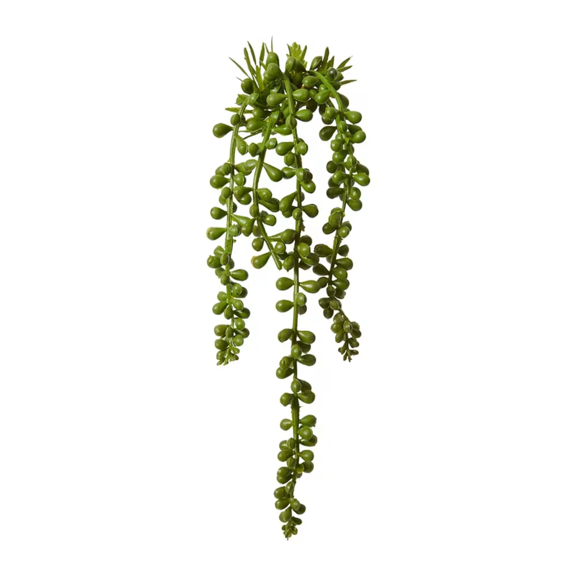 String of Pearls Hanging Plant