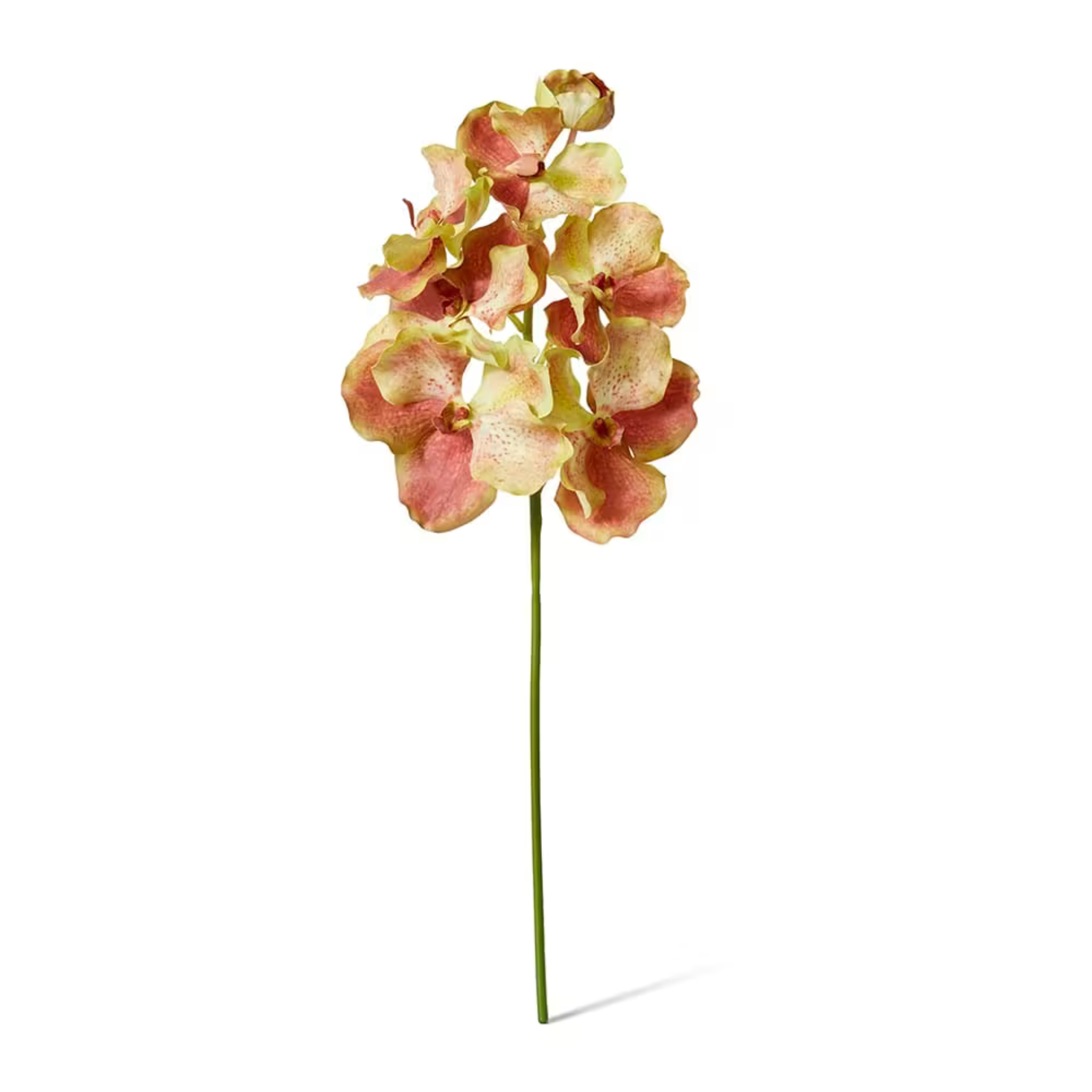 Vanda Grand Orchid | Green Rust