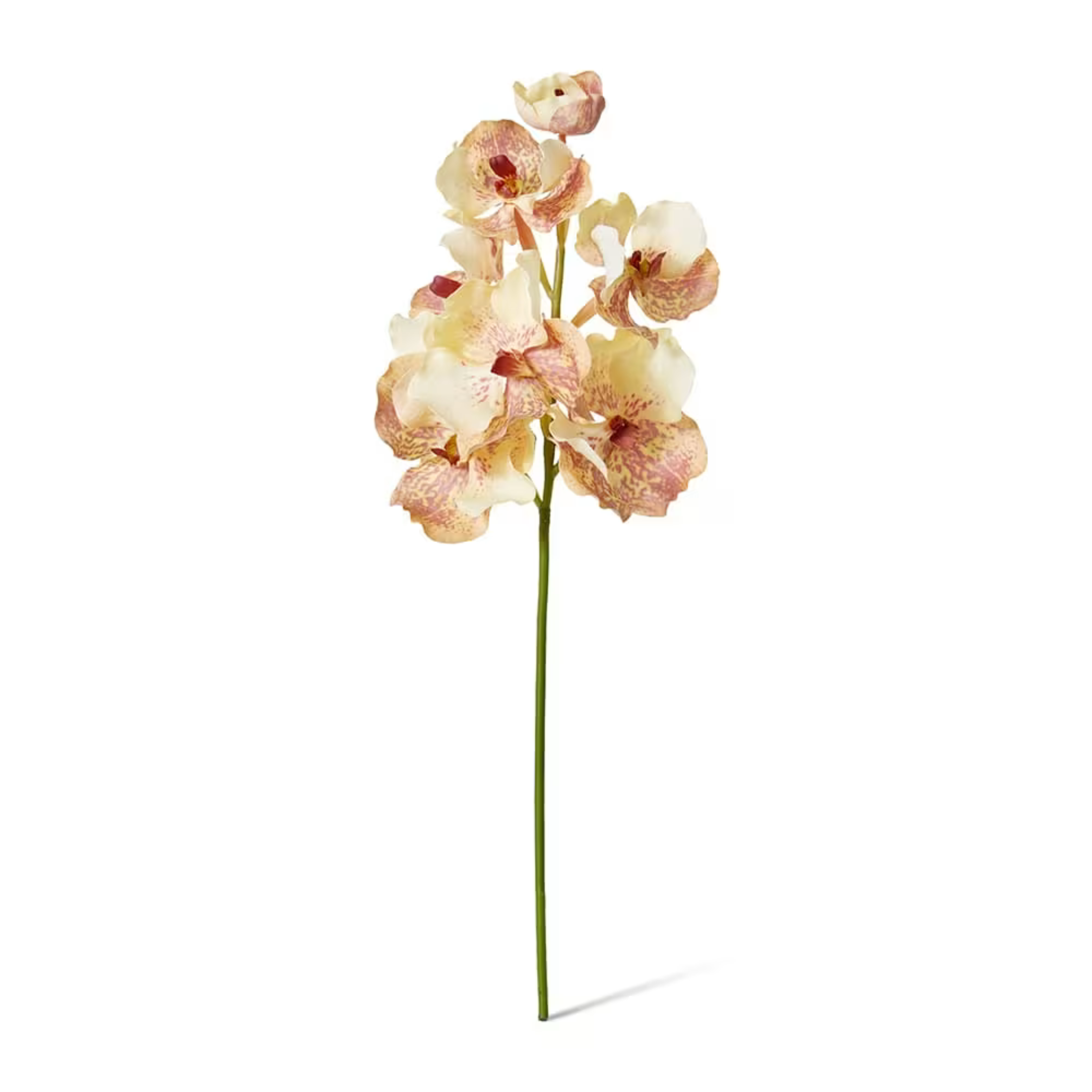 Vanda Grand Orchid | Peach Brown