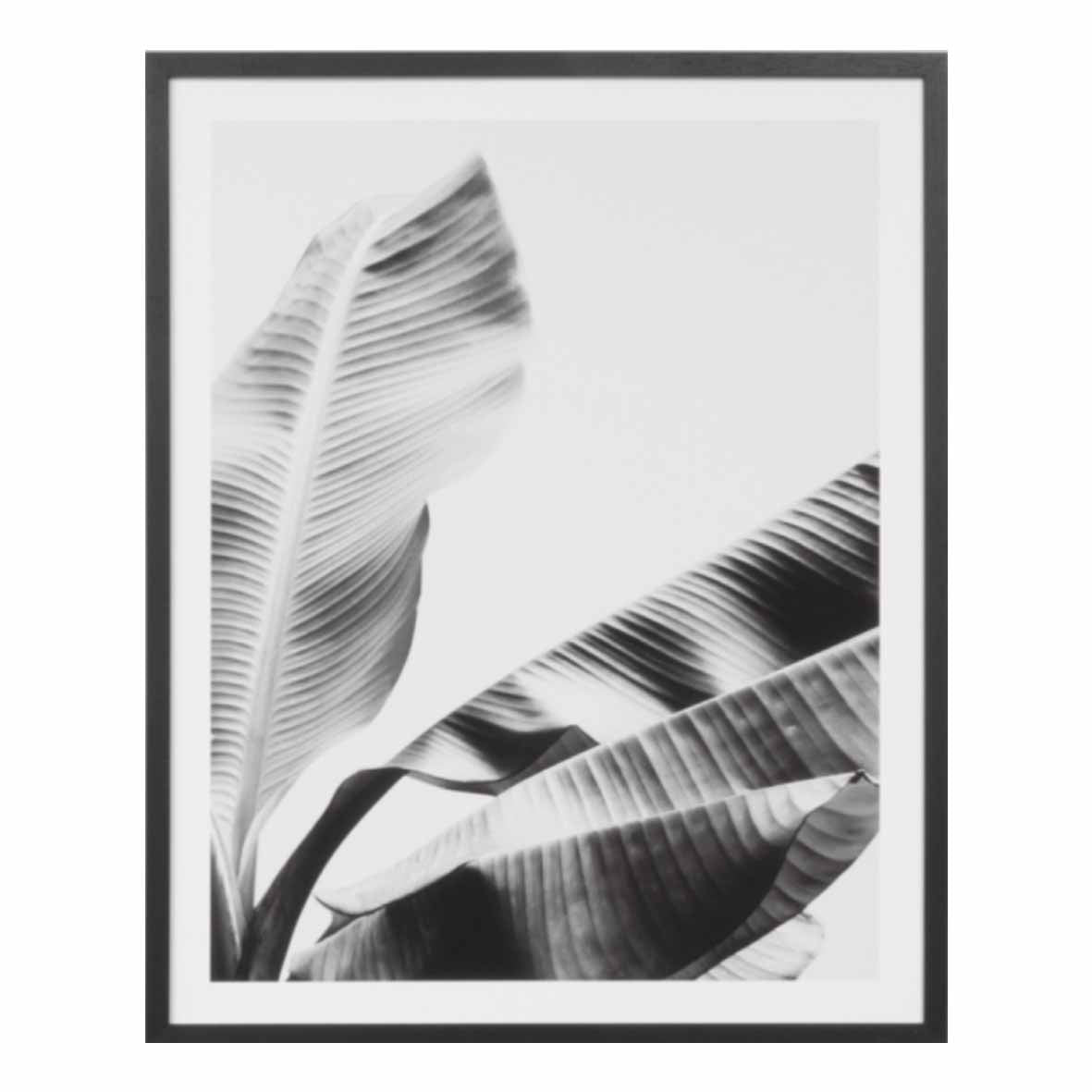 Banana Tree I | 6 Sizes